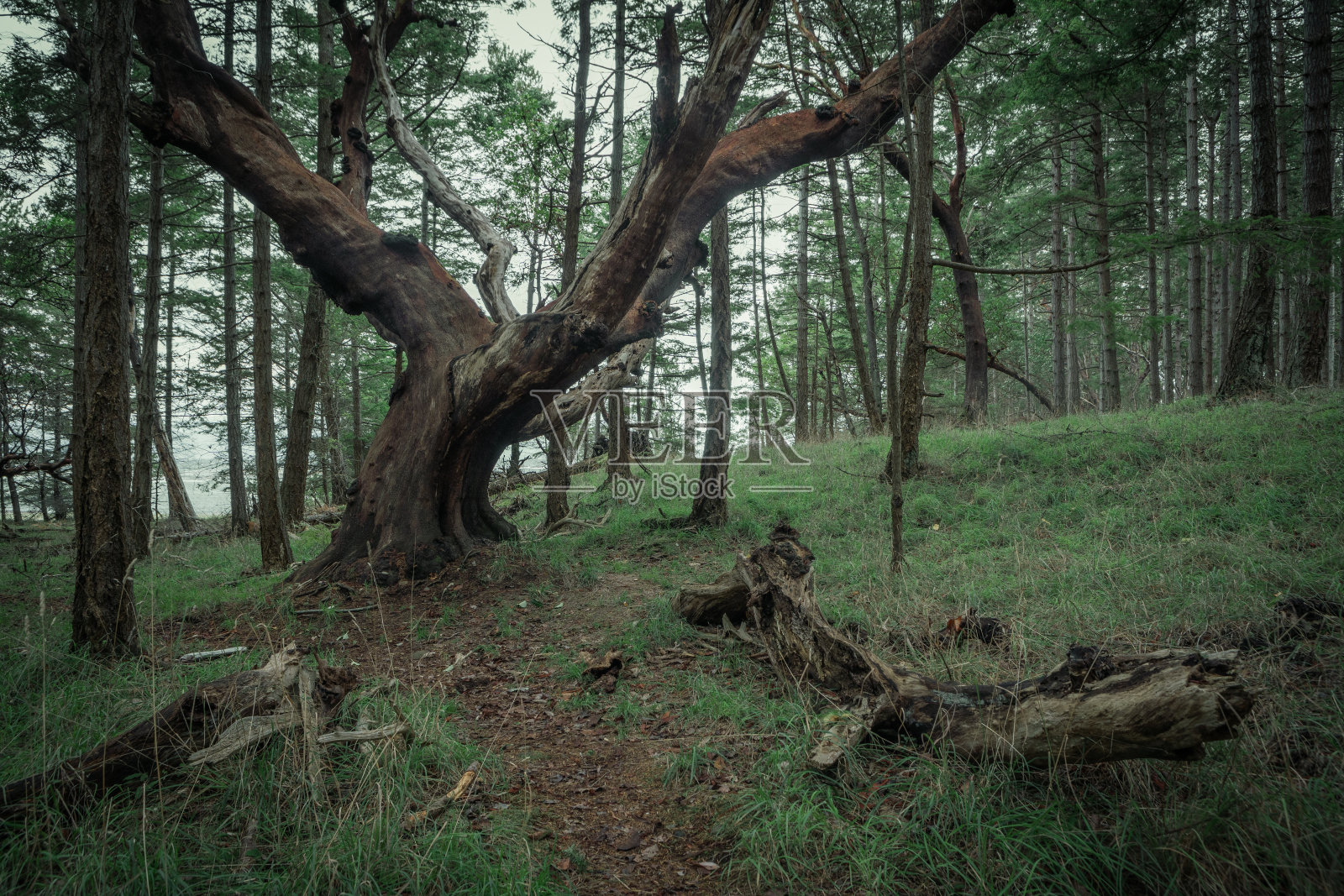 霍恩比岛森林照片摄影图片