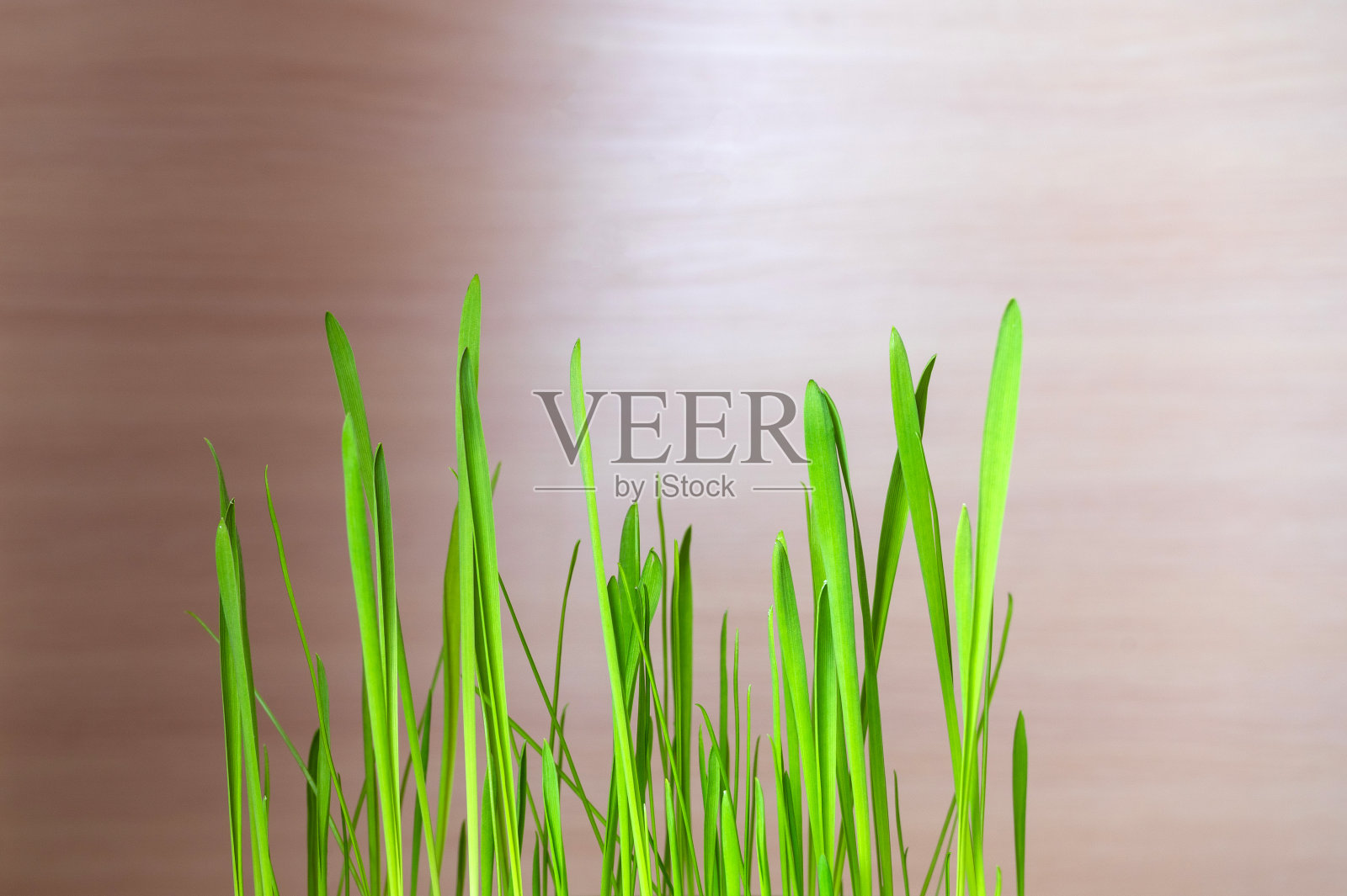 绿色的草芽给猫。春草的茎在一个明亮的背景照片摄影图片