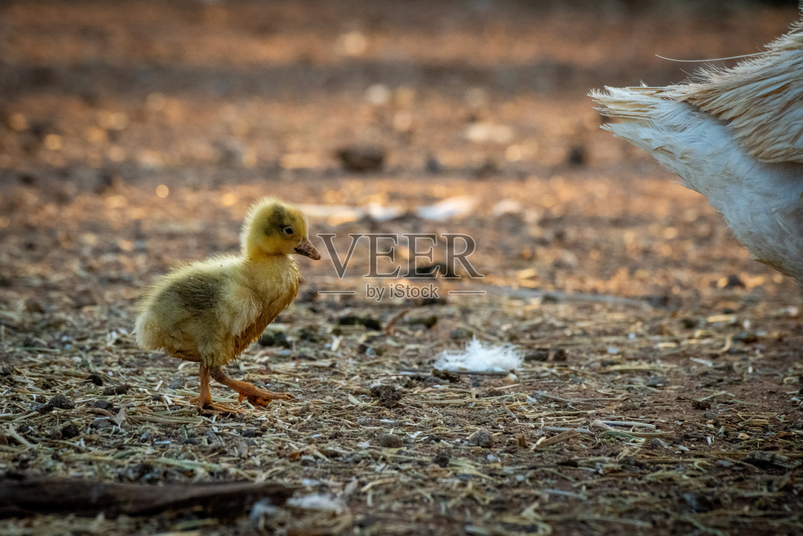 小鹅跟着妈妈的尾巴穿过围栏照片摄影图片