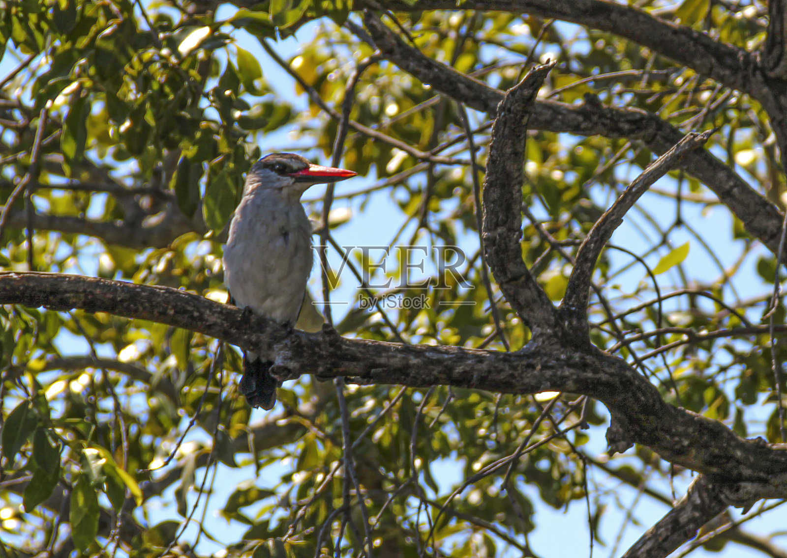 林地翠鸟照片摄影图片