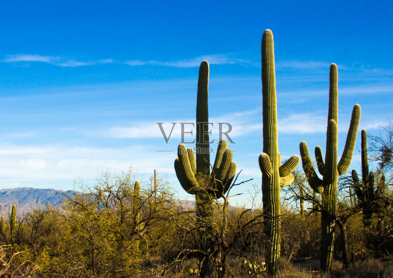 亚利桑那州:撒瓜罗国家公园，这是三棵撒瓜罗仙人掌照片摄影图片