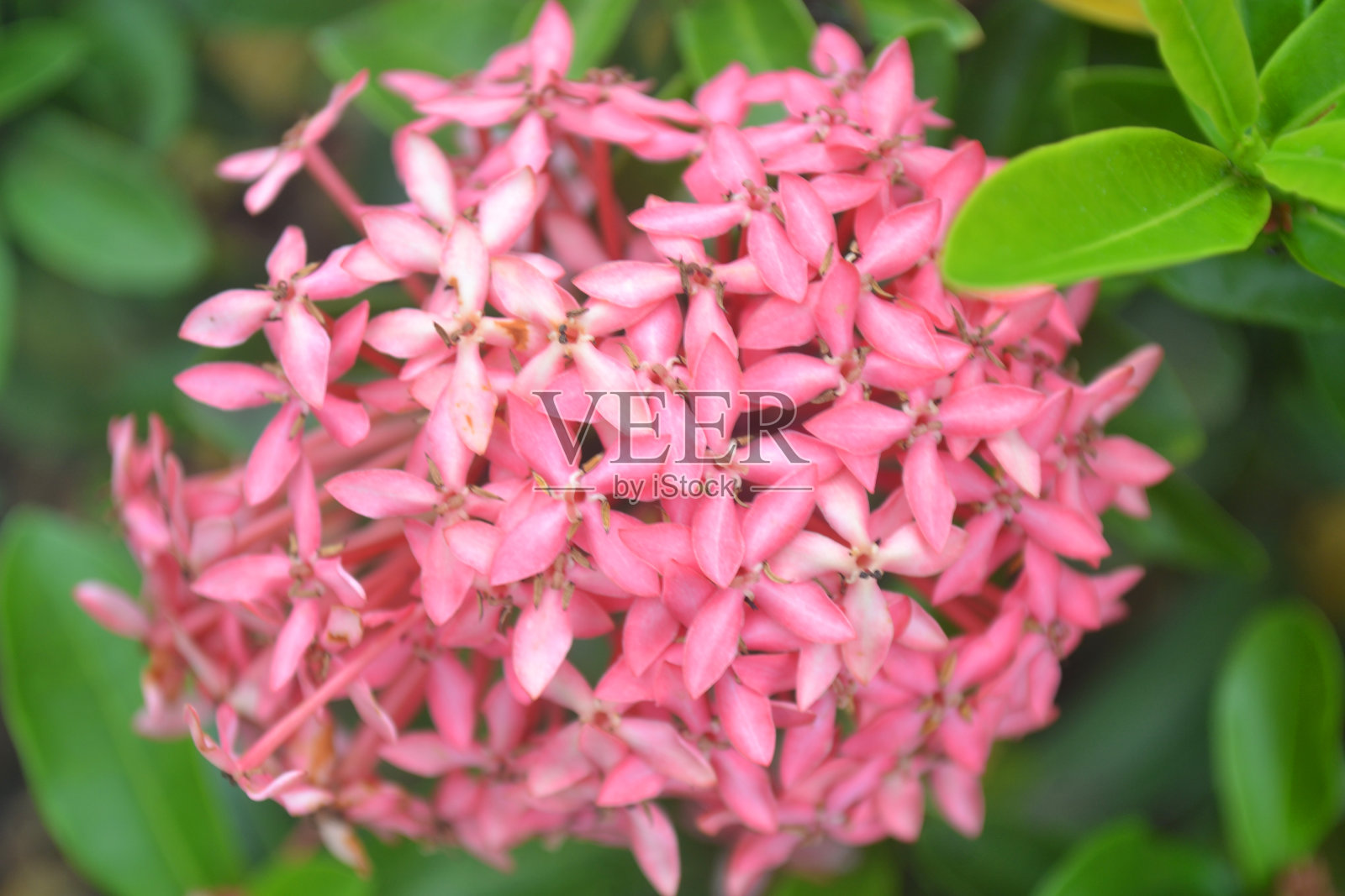 一张美丽的粉色阿育王花的特写照片。王开花(Ixora chinensis)。茜草科花园里的花照片摄影图片