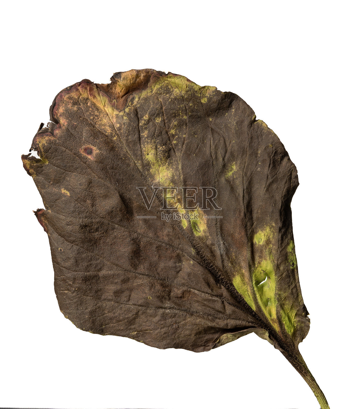 孤立的花瓣在白色的背景干花与皱巴巴的部分干叶和花瓣与一部分干茎。干燥不当的普通花卉植物标本室。照片摄影图片