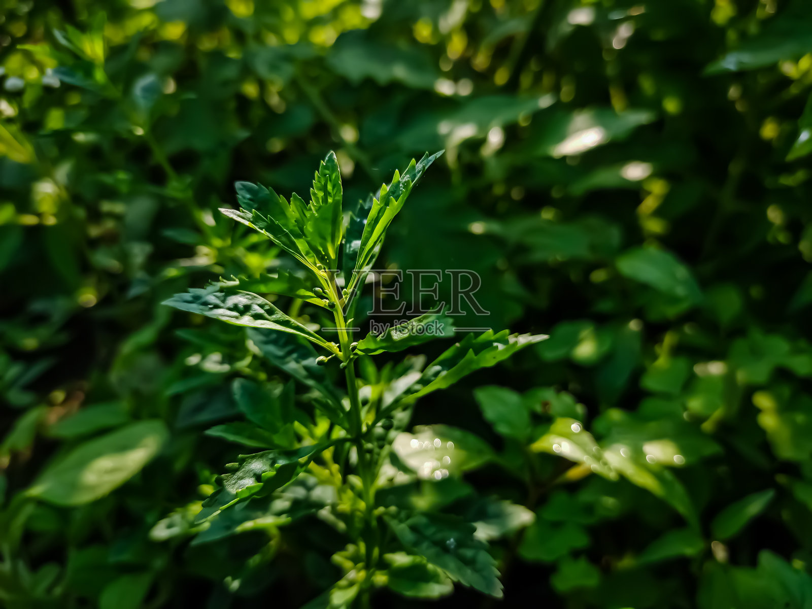 艾叶，俗称银艾，是一种多年生草本植物，具有匍匐根茎。它原产于中国、韩国、蒙古、日本和俄罗斯远东地区。照片摄影图片