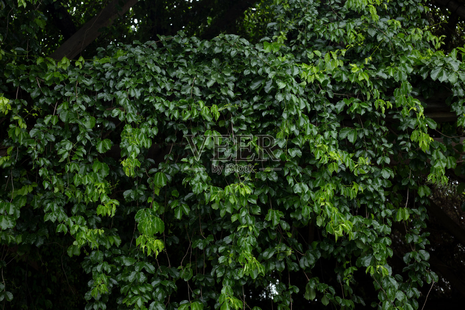 绿叶背景在泰国照片摄影图片