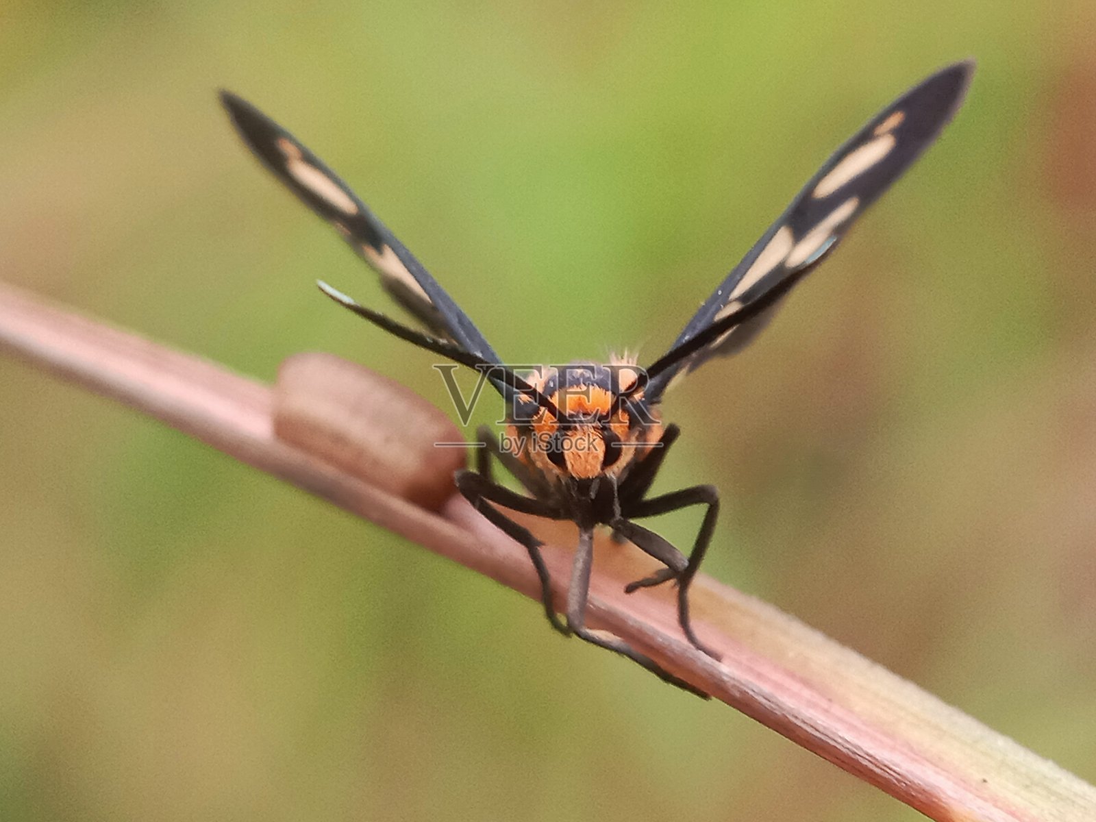 埃雷萨禁闭|小蝴蝶照片摄影图片