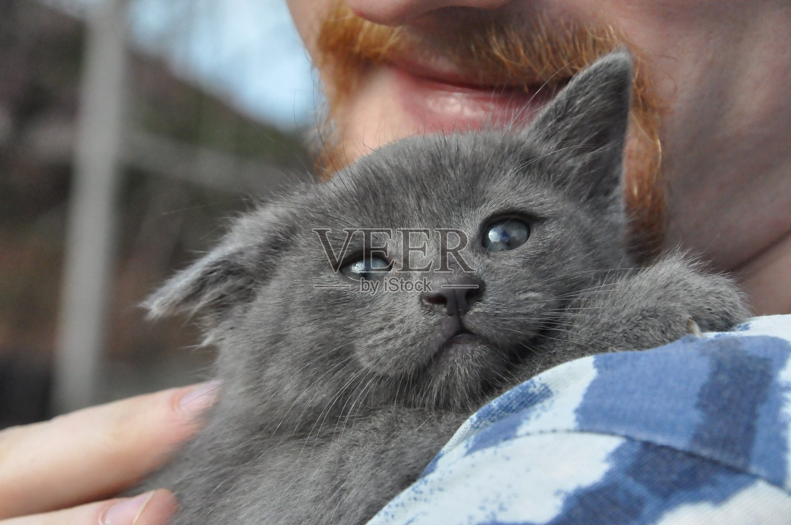 小灰猫在男人的肩膀上照片摄影图片