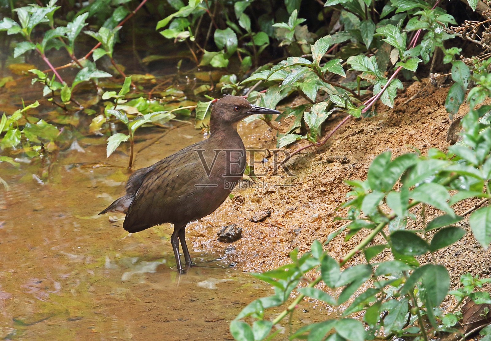White-throated铁路照片摄影图片