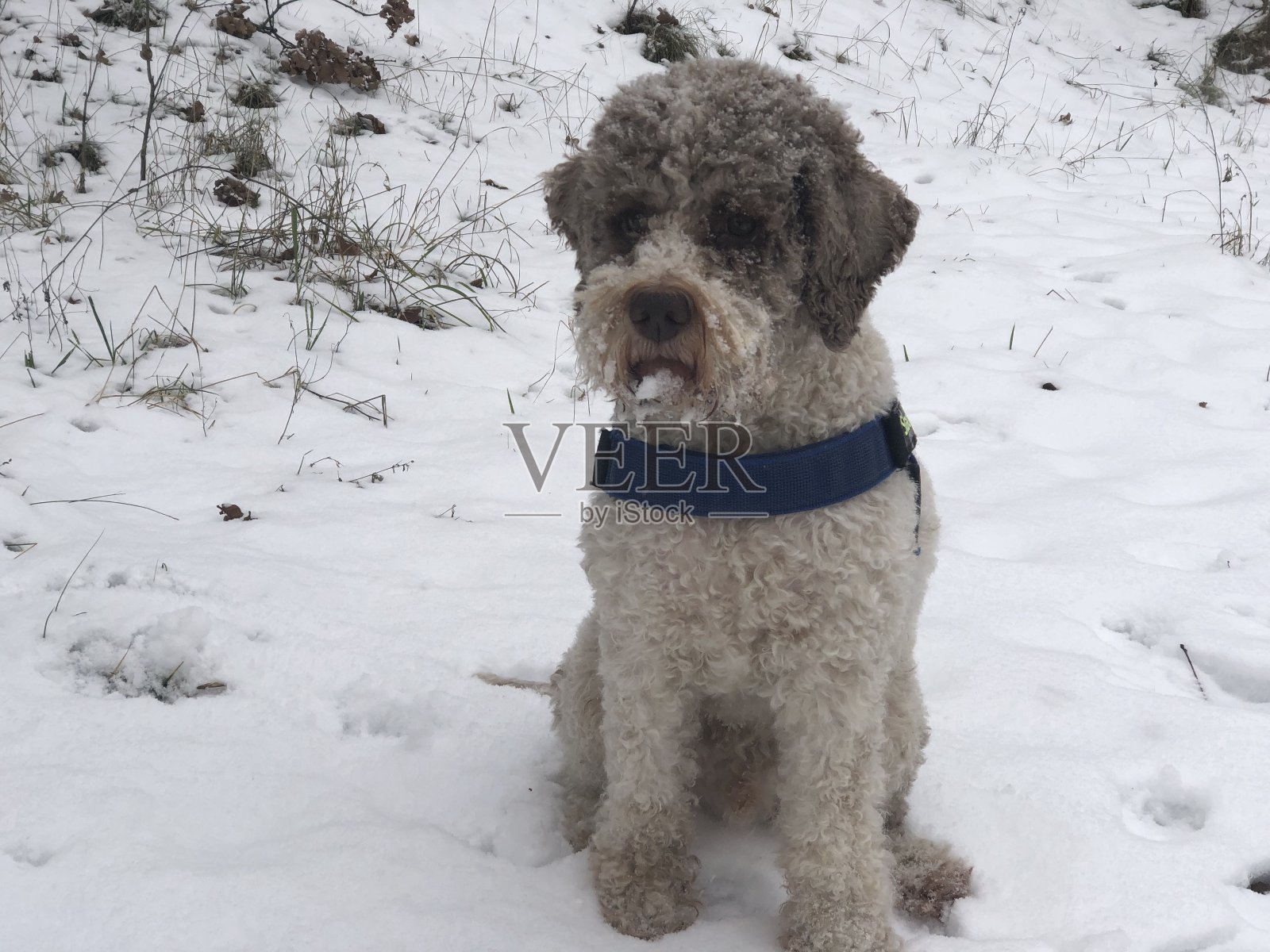 冬天里的狗照片摄影图片