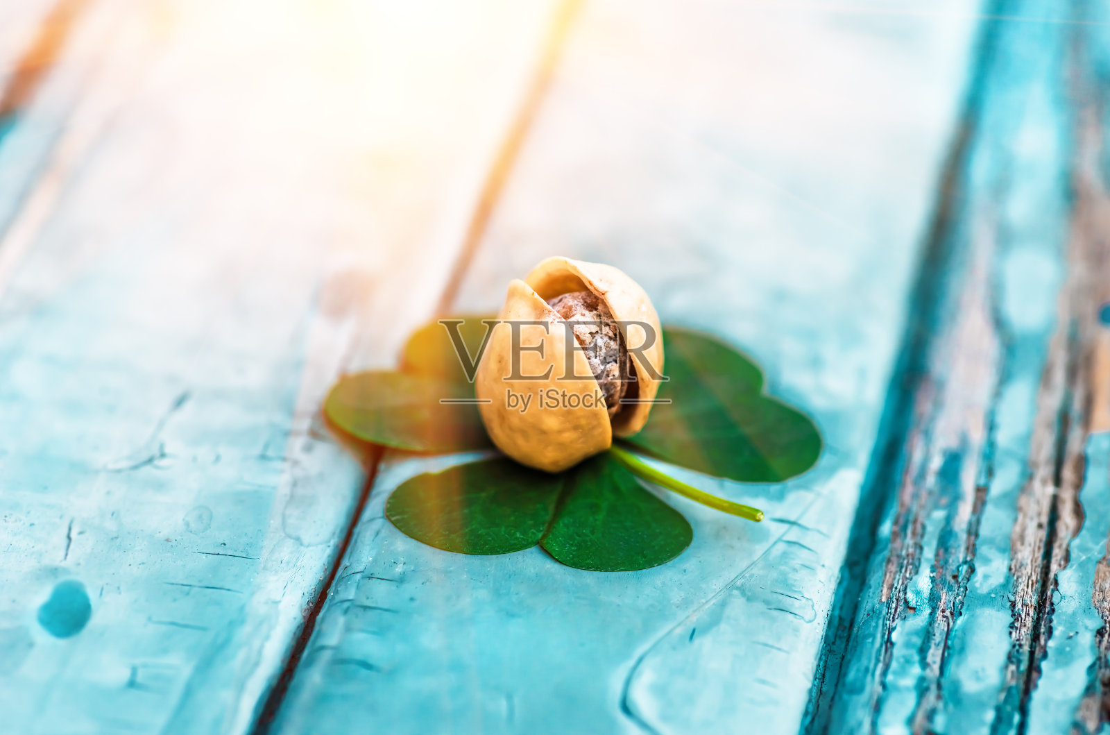 开心果躺在三叶草上照片摄影图片