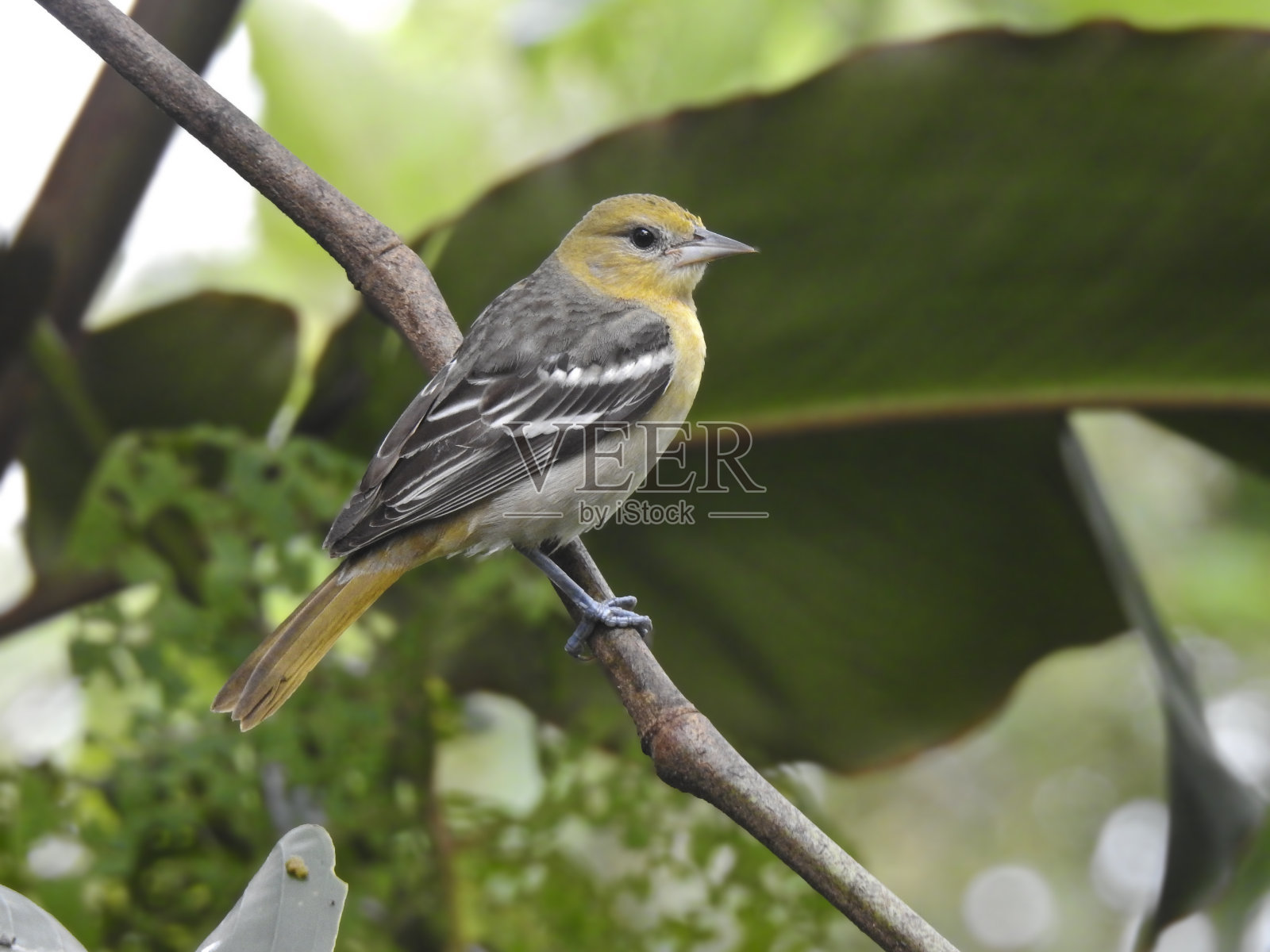 巴尔的摩金莺女照片摄影图片