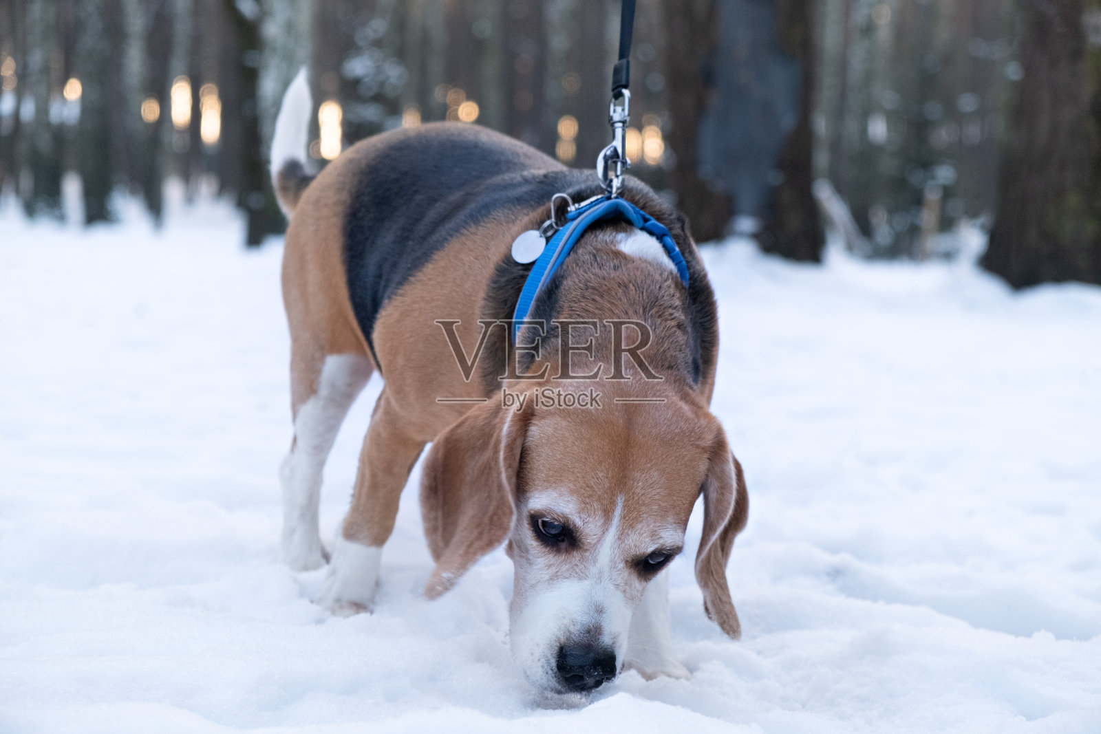冬天，比格尔犬、鹞犬或猎狐犬在雪地里牵着皮带散步，在雪地里嗅来嗅去，拉着皮带照片摄影图片
