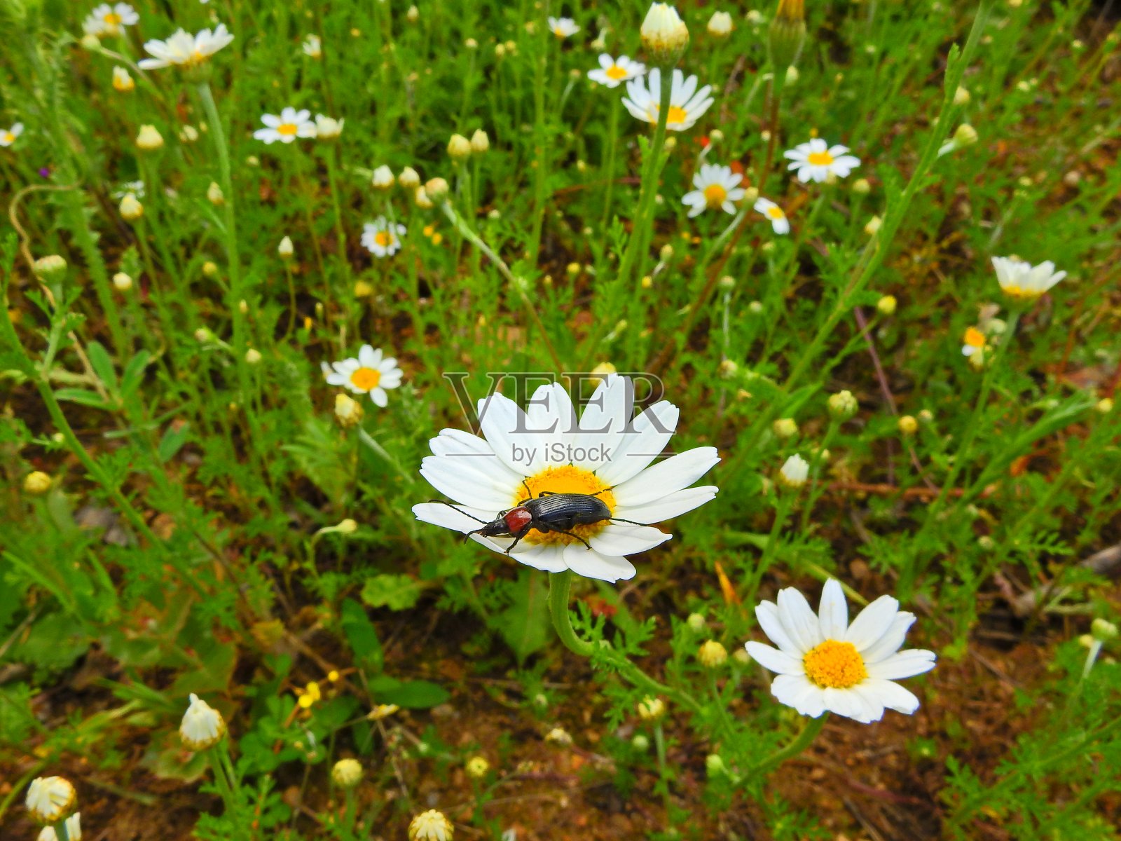 白色雏菊的特写镜头照片摄影图片