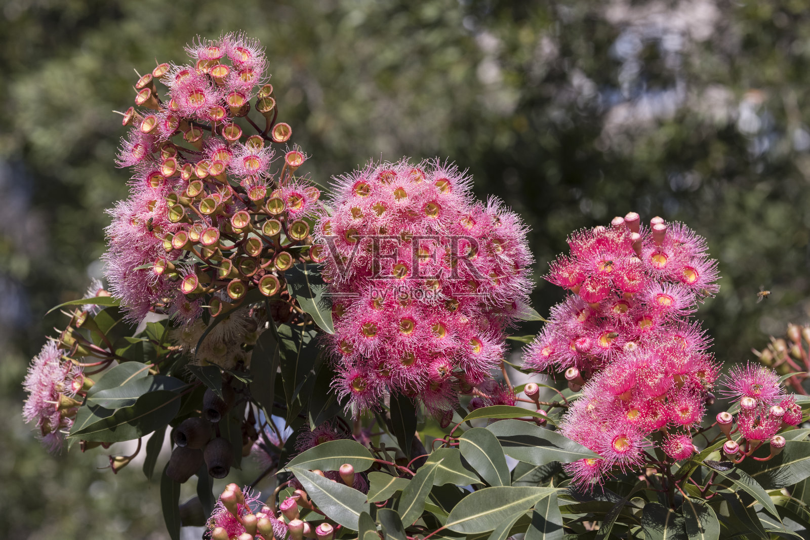 花和花蕾照片摄影图片