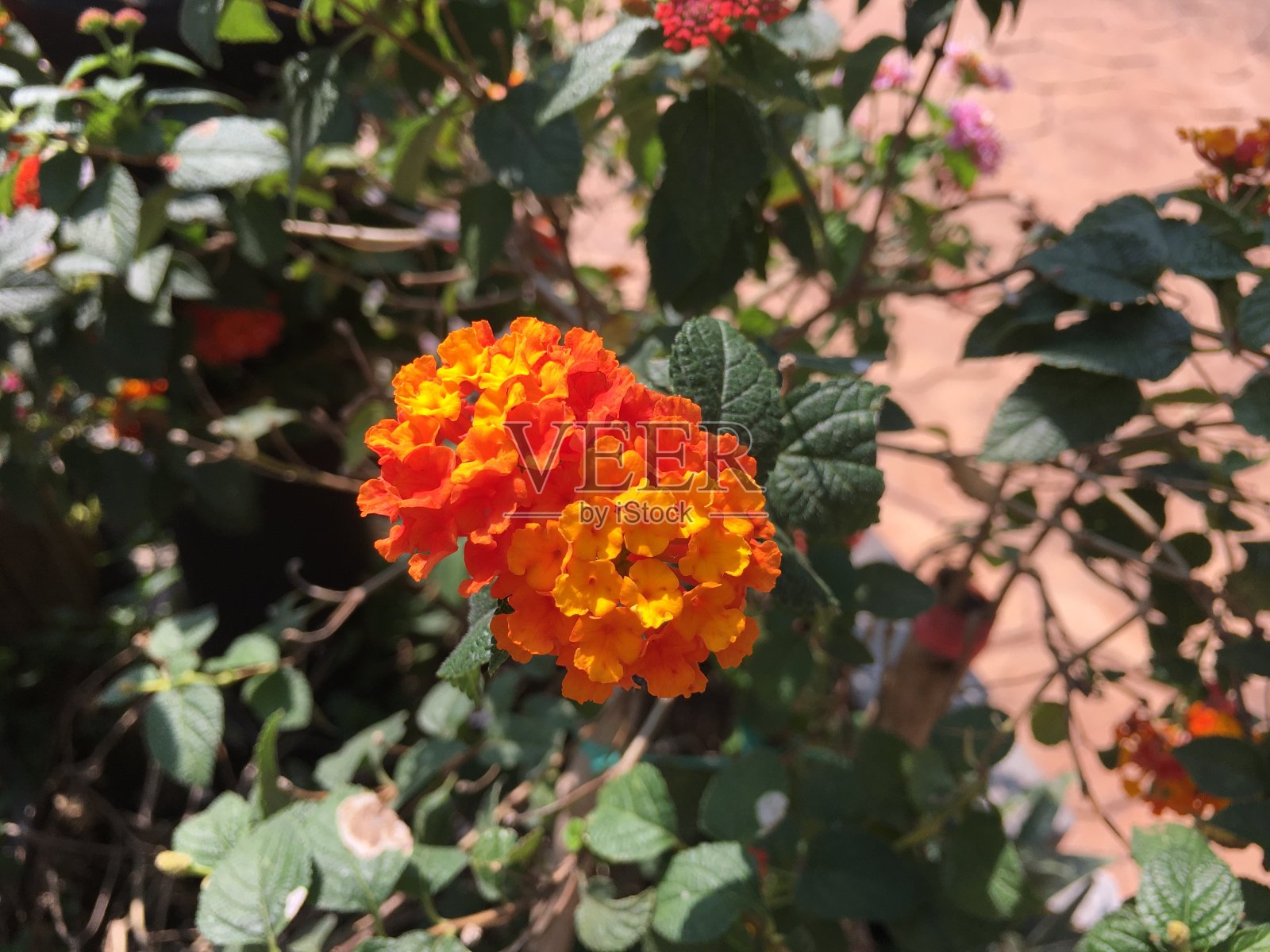 花园里美丽的彩色花朵照片摄影图片