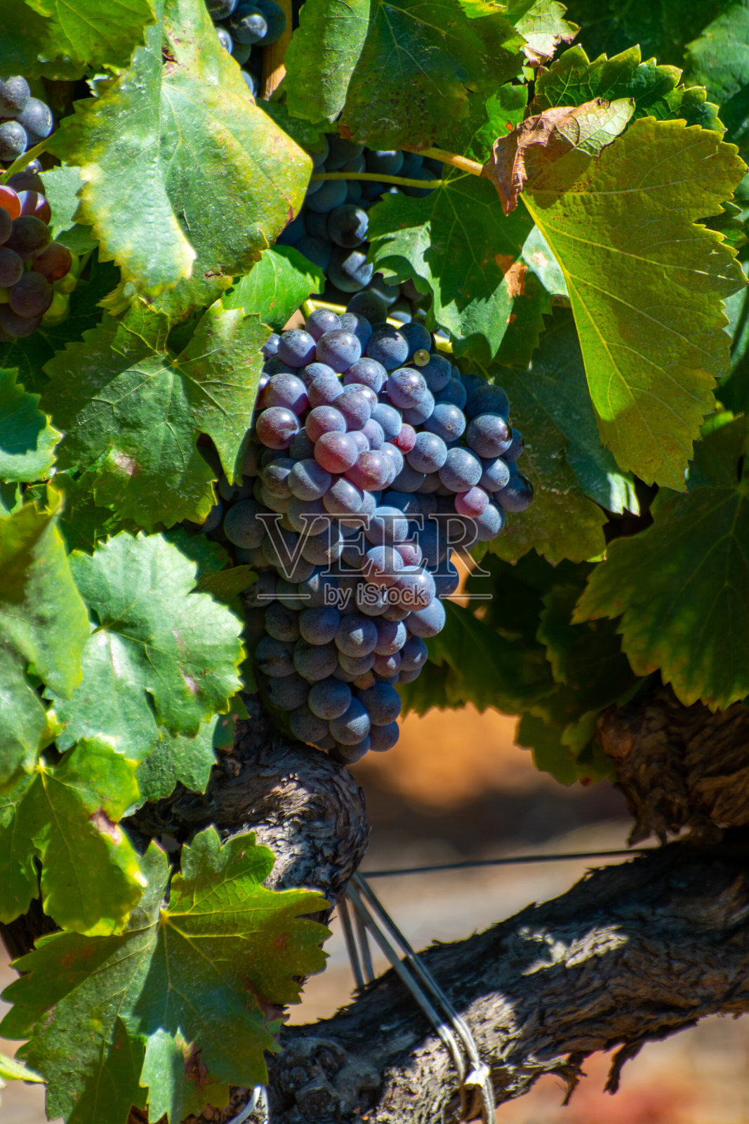 阿普特附近的AOC Luberon山的葡萄园，红色粘土上长着老葡萄的树干照片摄影图片