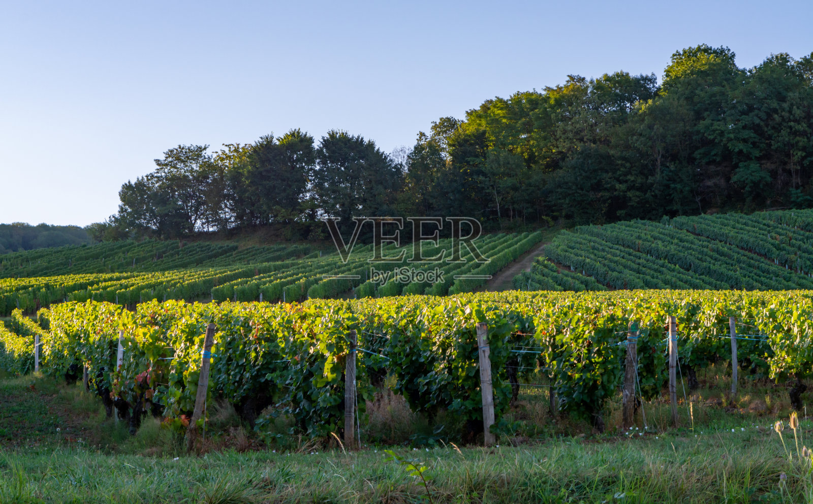位于法国汝拉山区的绿色葡萄园随时准备收获和生产红葡萄酒，白葡萄酒和特殊的黄色葡萄酒，法国照片摄影图片
