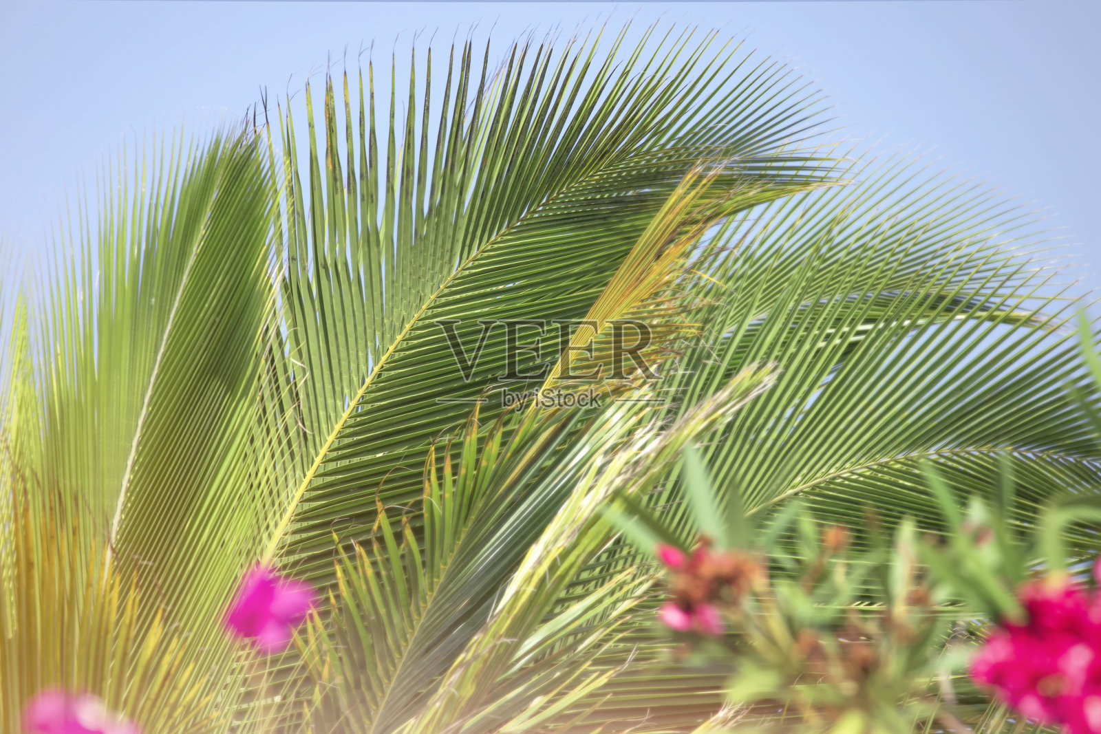 热带背景，椰棕叶和异国鲜花，阳光，暑假。照片摄影图片