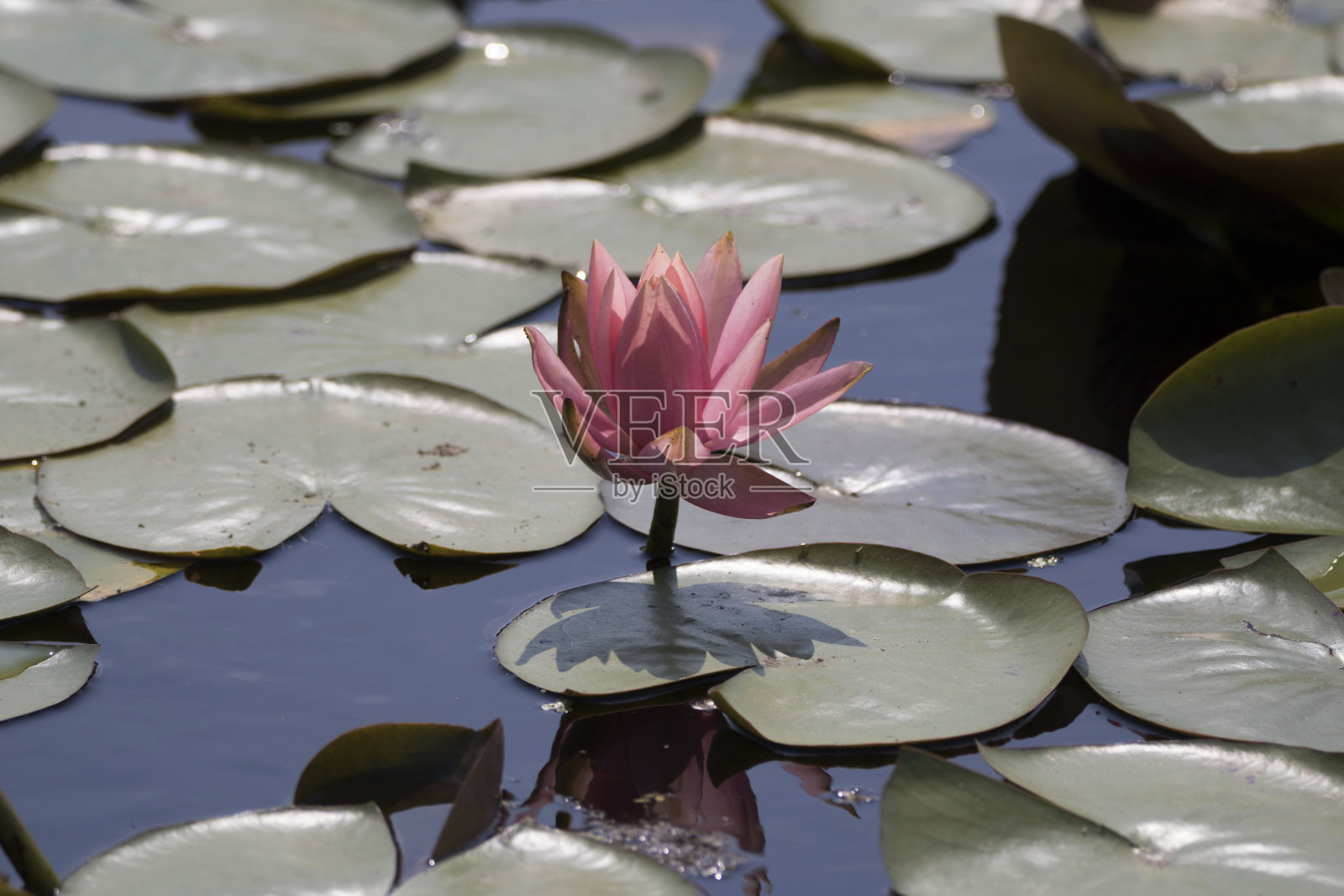 睡莲和荷花照片摄影图片