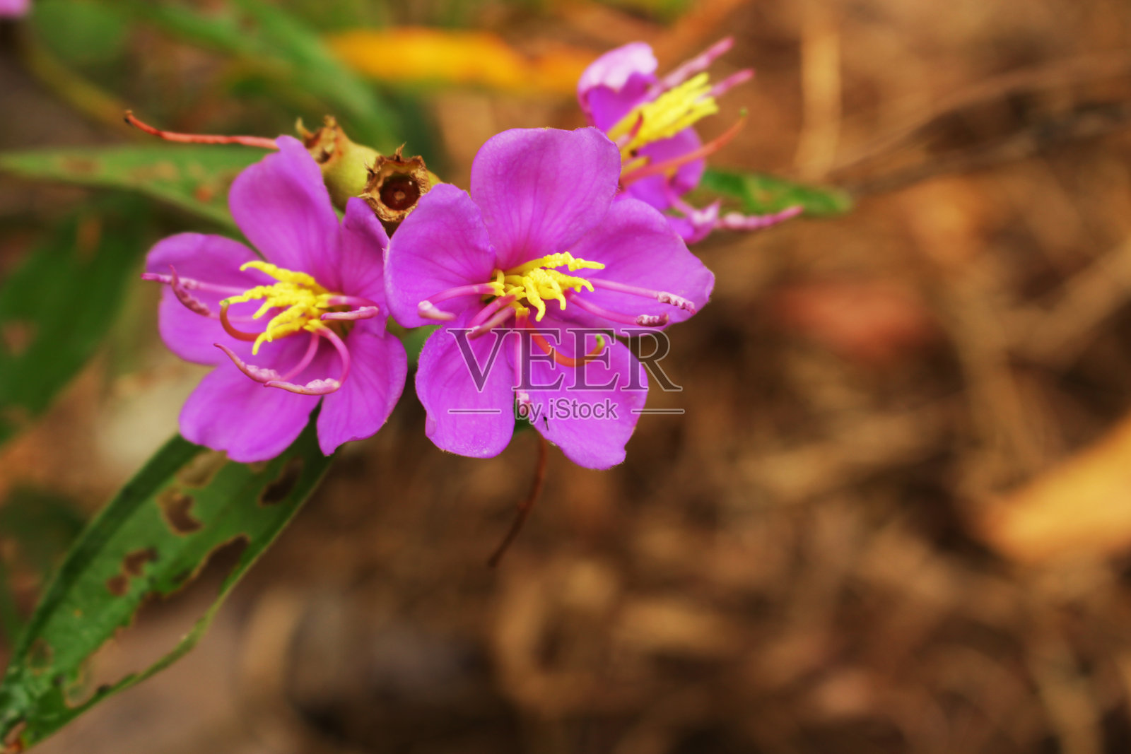 蓝舌花照片摄影图片