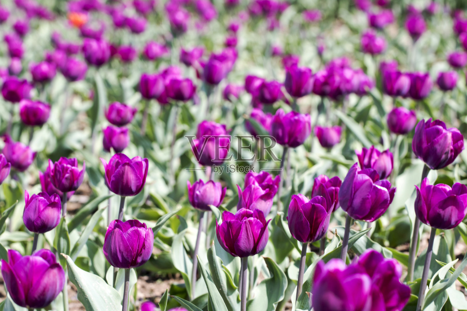 郁金香照片摄影图片