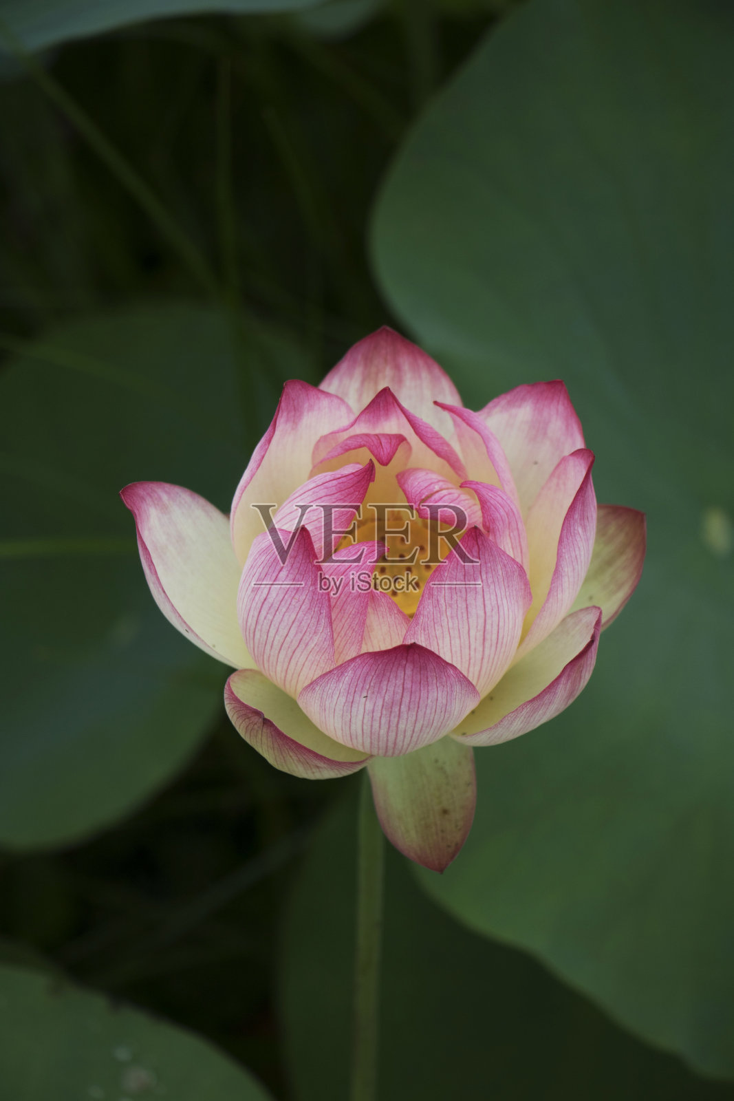 睡莲和荷花照片摄影图片
