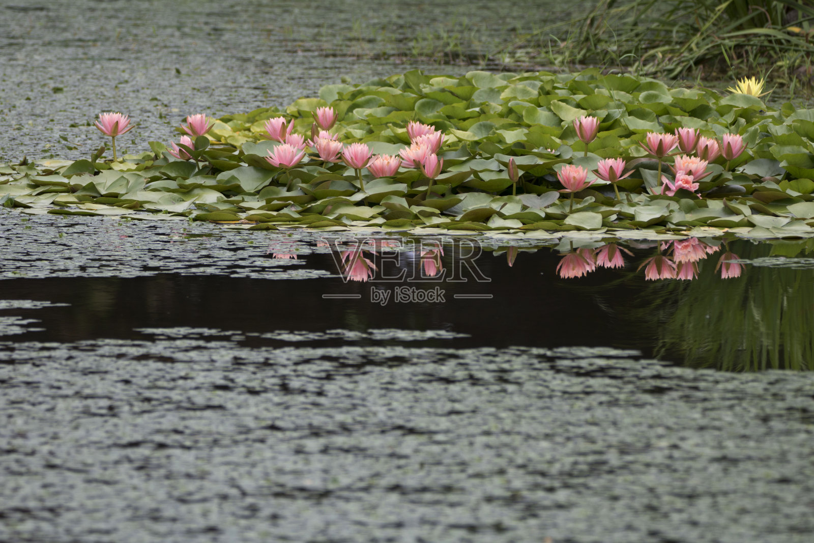 睡莲和荷花照片摄影图片