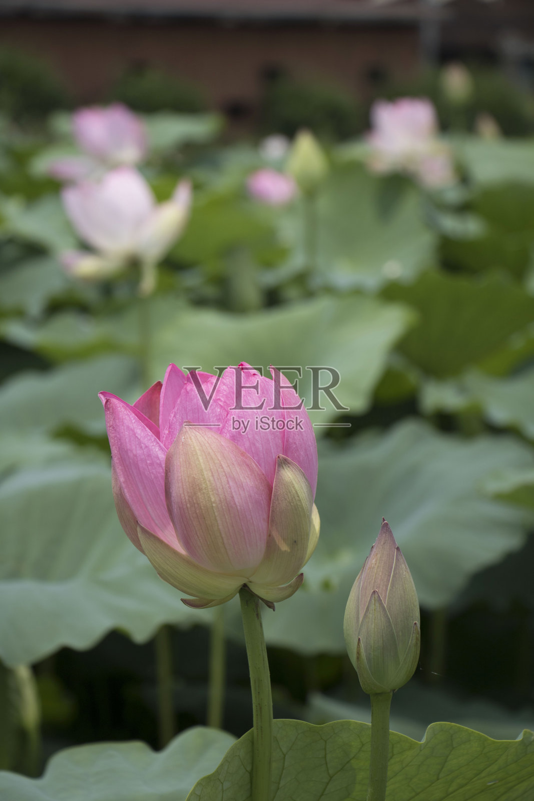 睡莲和荷花照片摄影图片