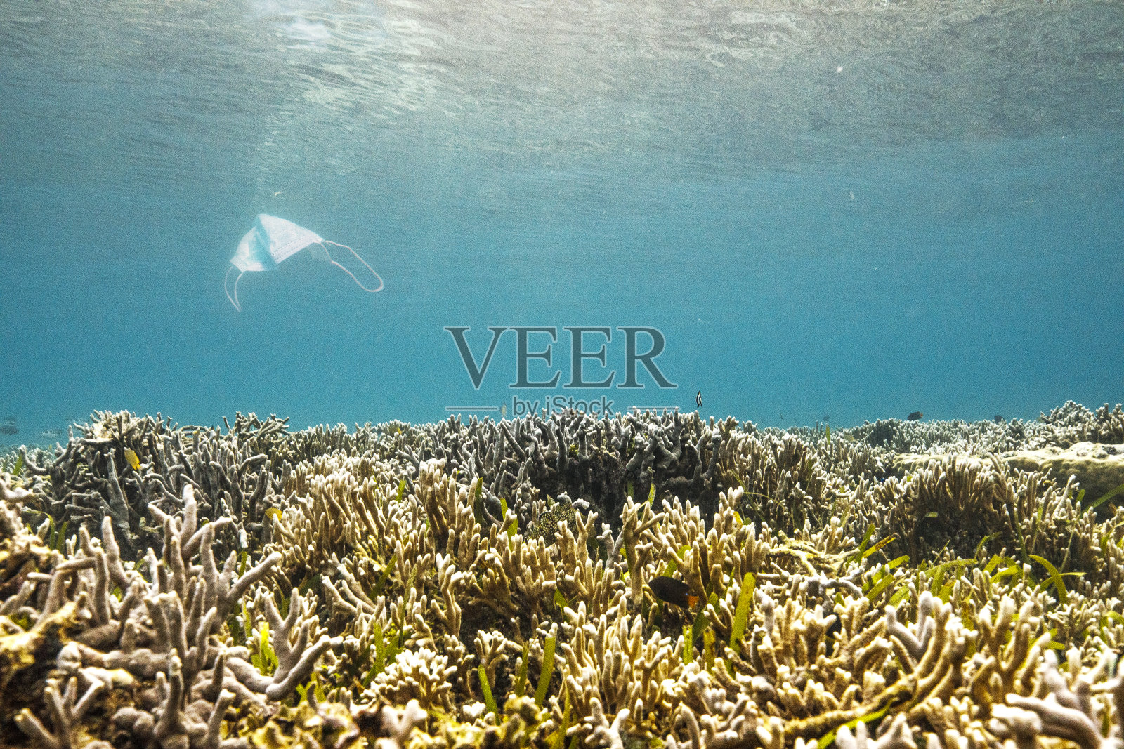 在清澈的蓝色太平洋珊瑚礁上，面罩污染照片摄影图片