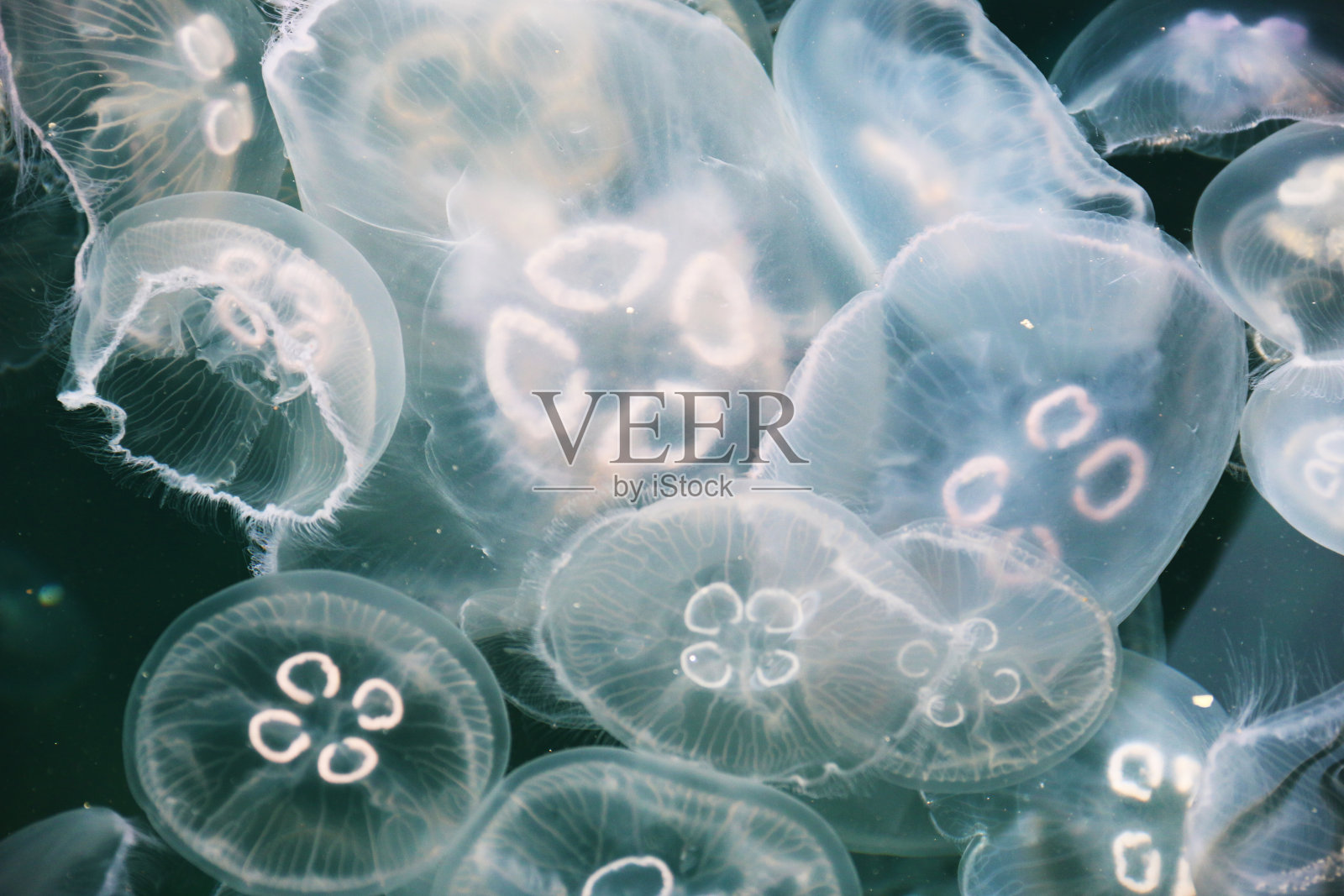 海面上拍摄的水母视图照片摄影图片