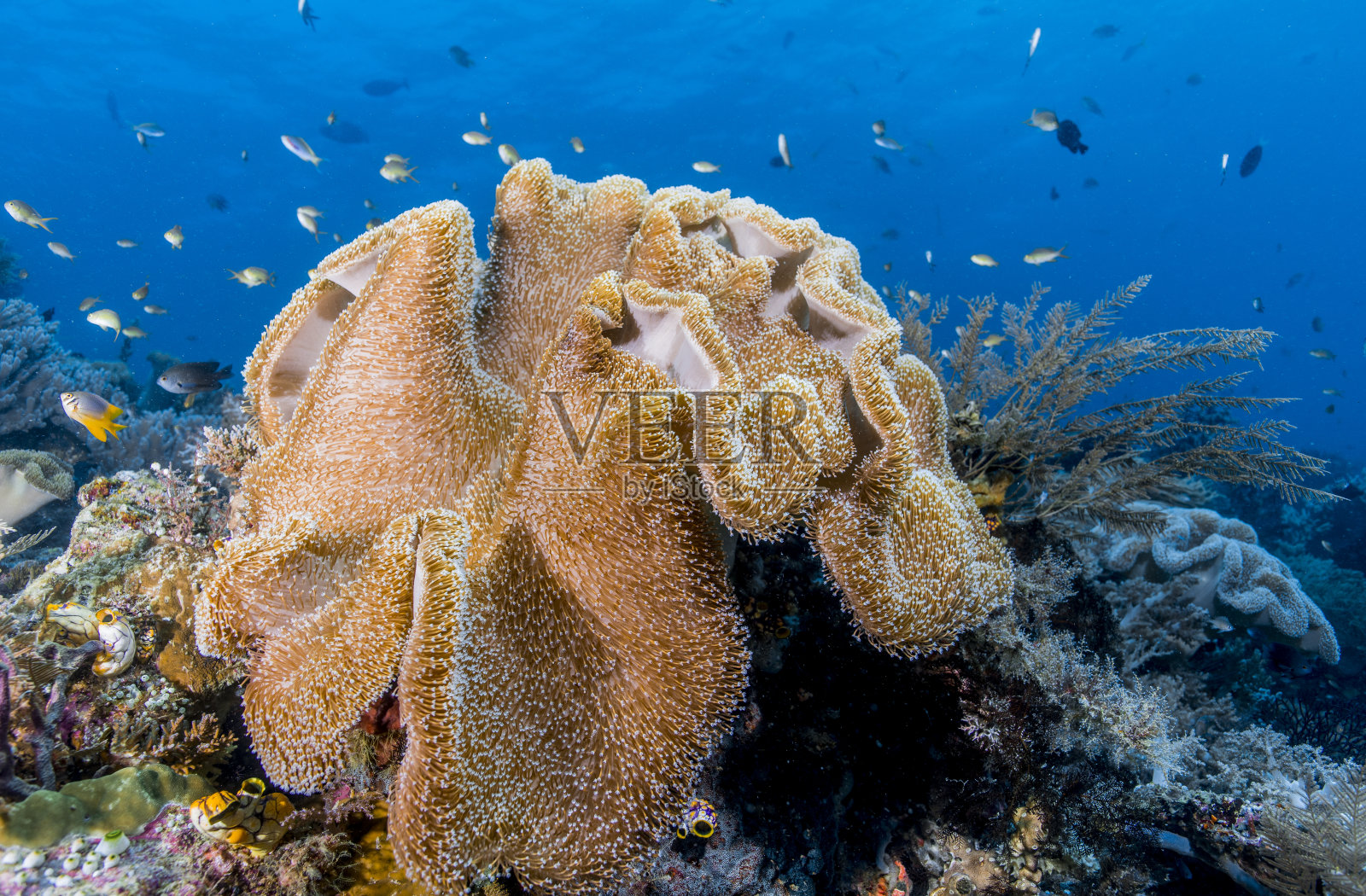 在水下摄影照片摄影图片