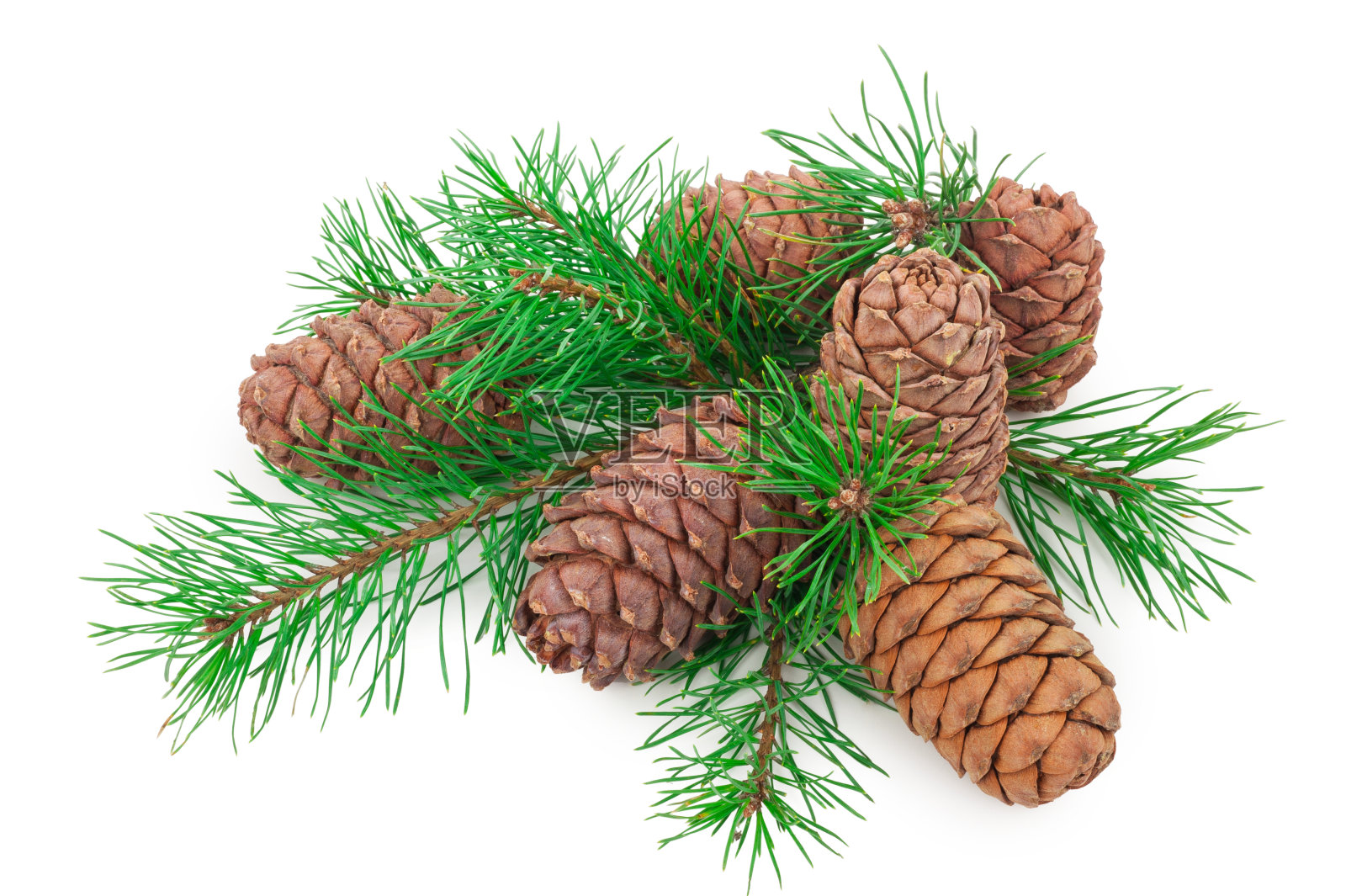 带有白色树枝的雪松球果照片摄影图片