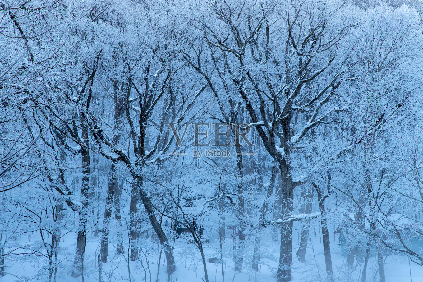 北海道富兰诺的树木被霜覆盖。照片摄影图片