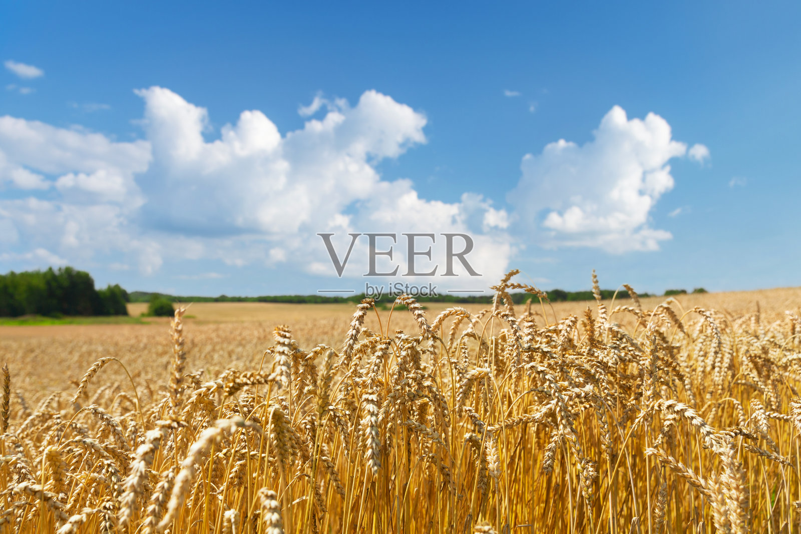 近距离观察麦穗，夏日麦田里的小麦照片摄影图片