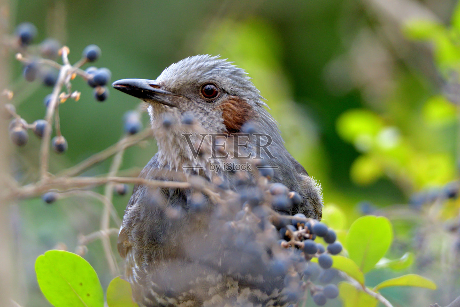 享用女贞黑莓的棕耳球头照片摄影图片