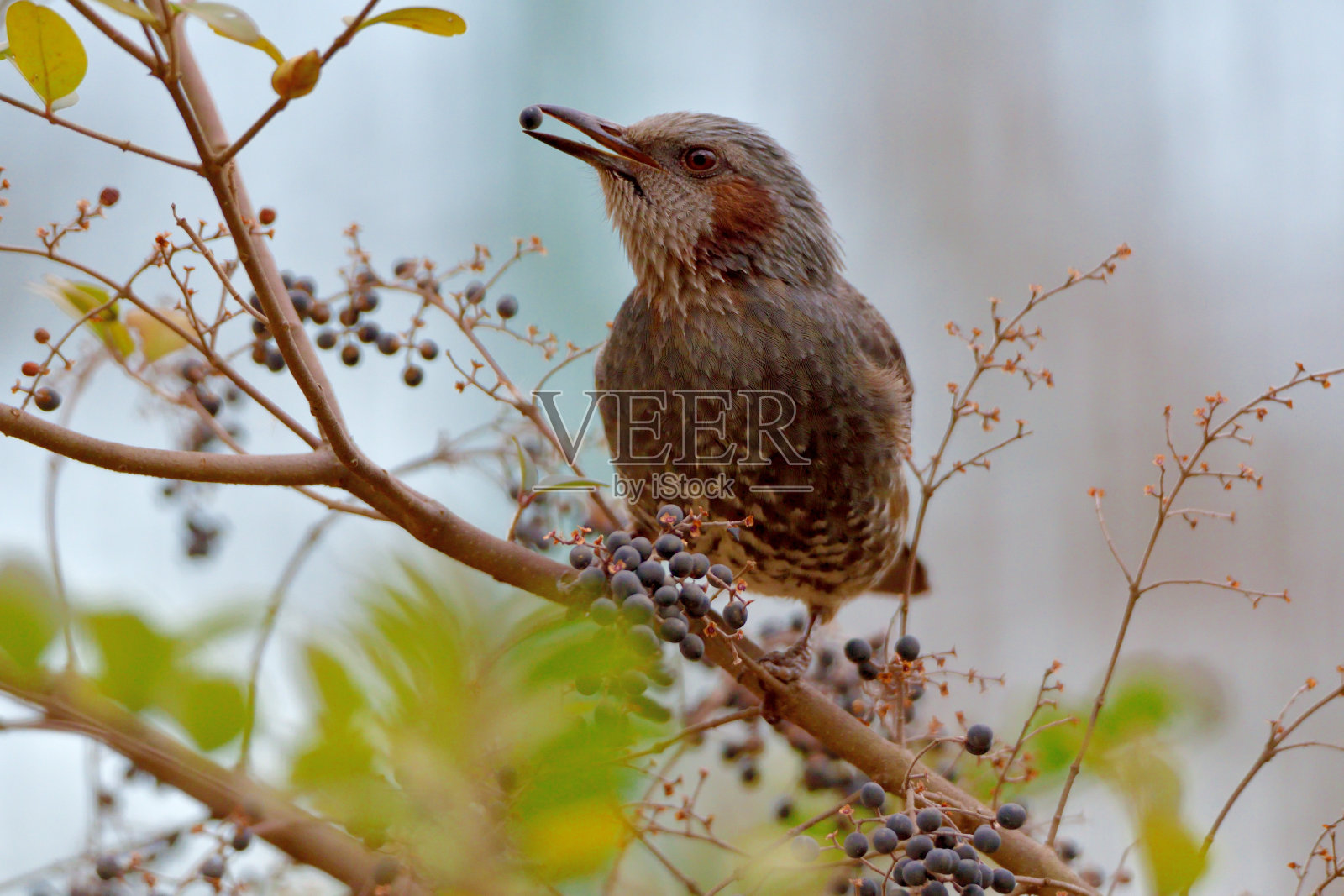 享用女贞黑莓的棕耳球头照片摄影图片