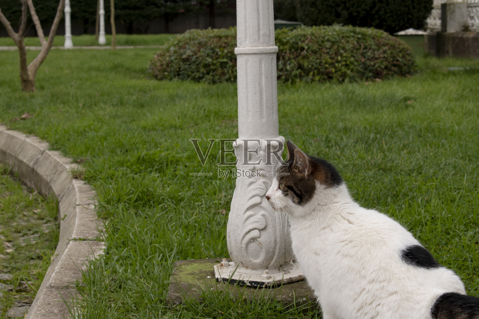 猫在花园里。野猫照片摄影图片