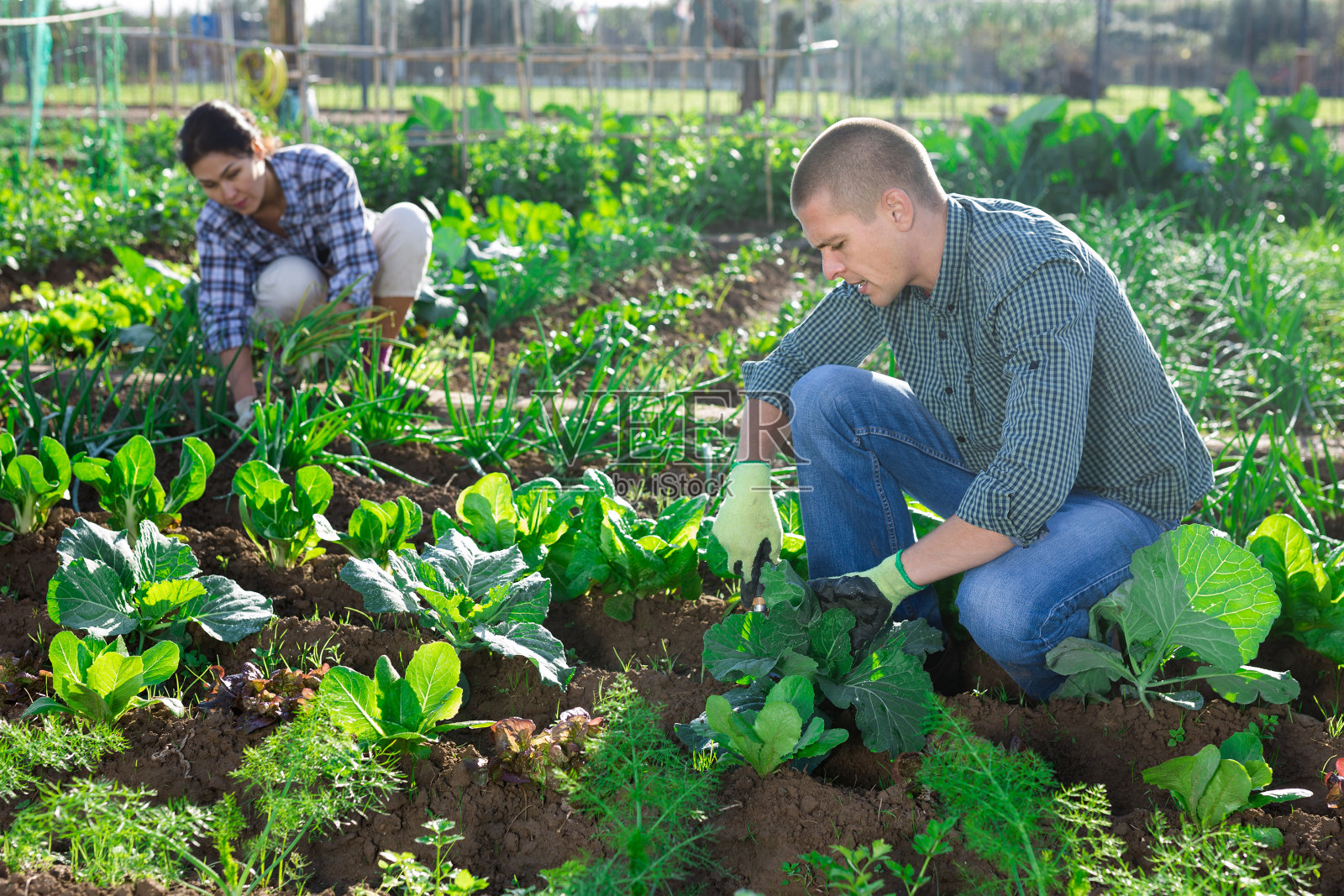 欧洲人在花园里照顾床铺照片摄影图片