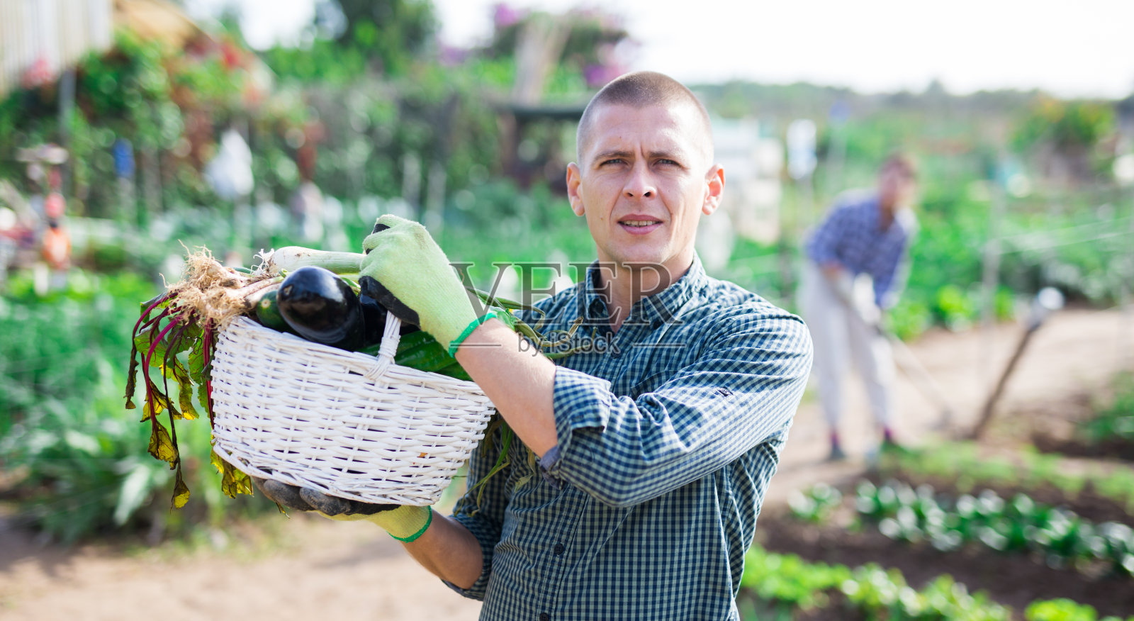 成年男子在花园的床间收割照片摄影图片