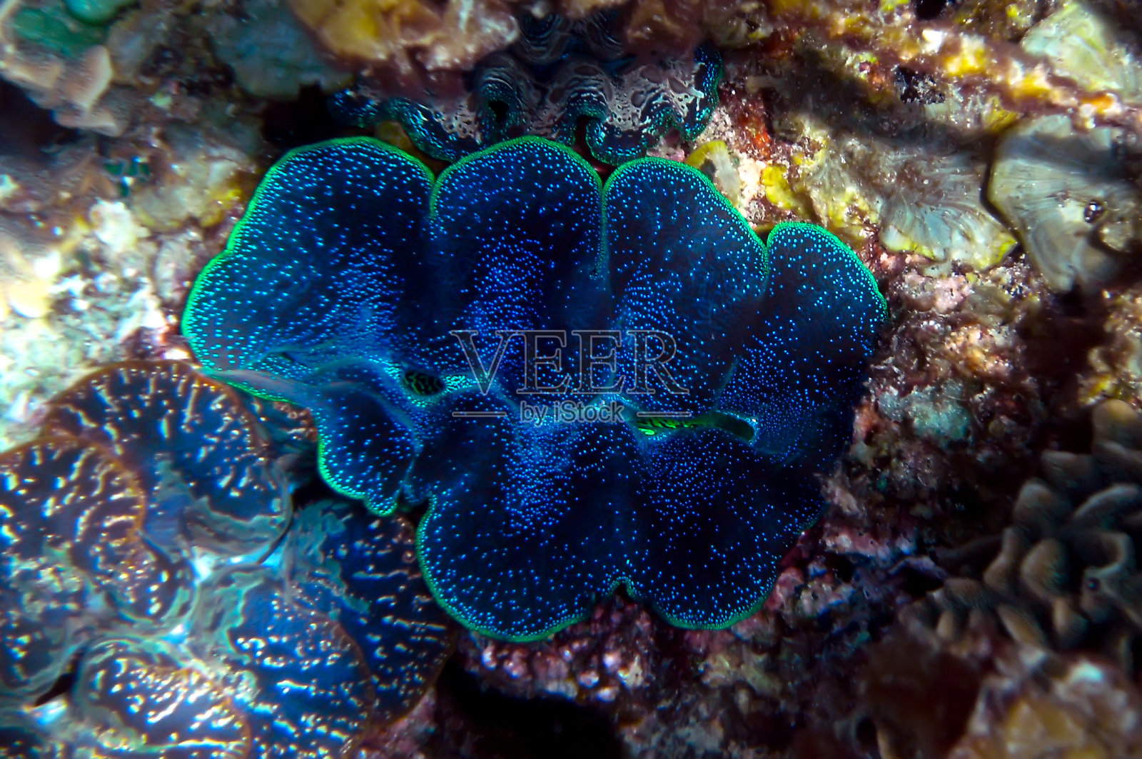 特里达克纳·吉加斯照片摄影图片