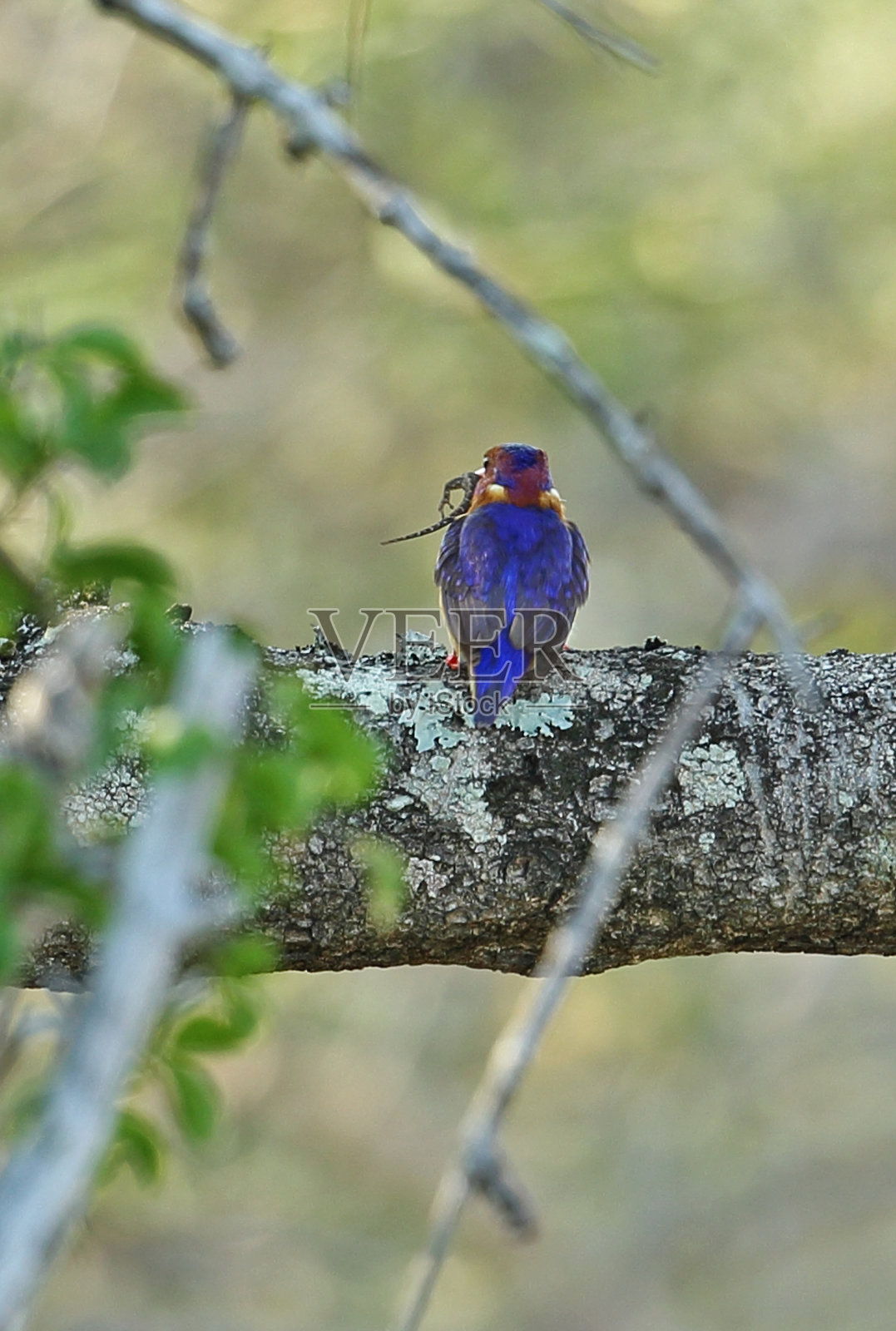 非洲Pygmy-kingfisher照片摄影图片