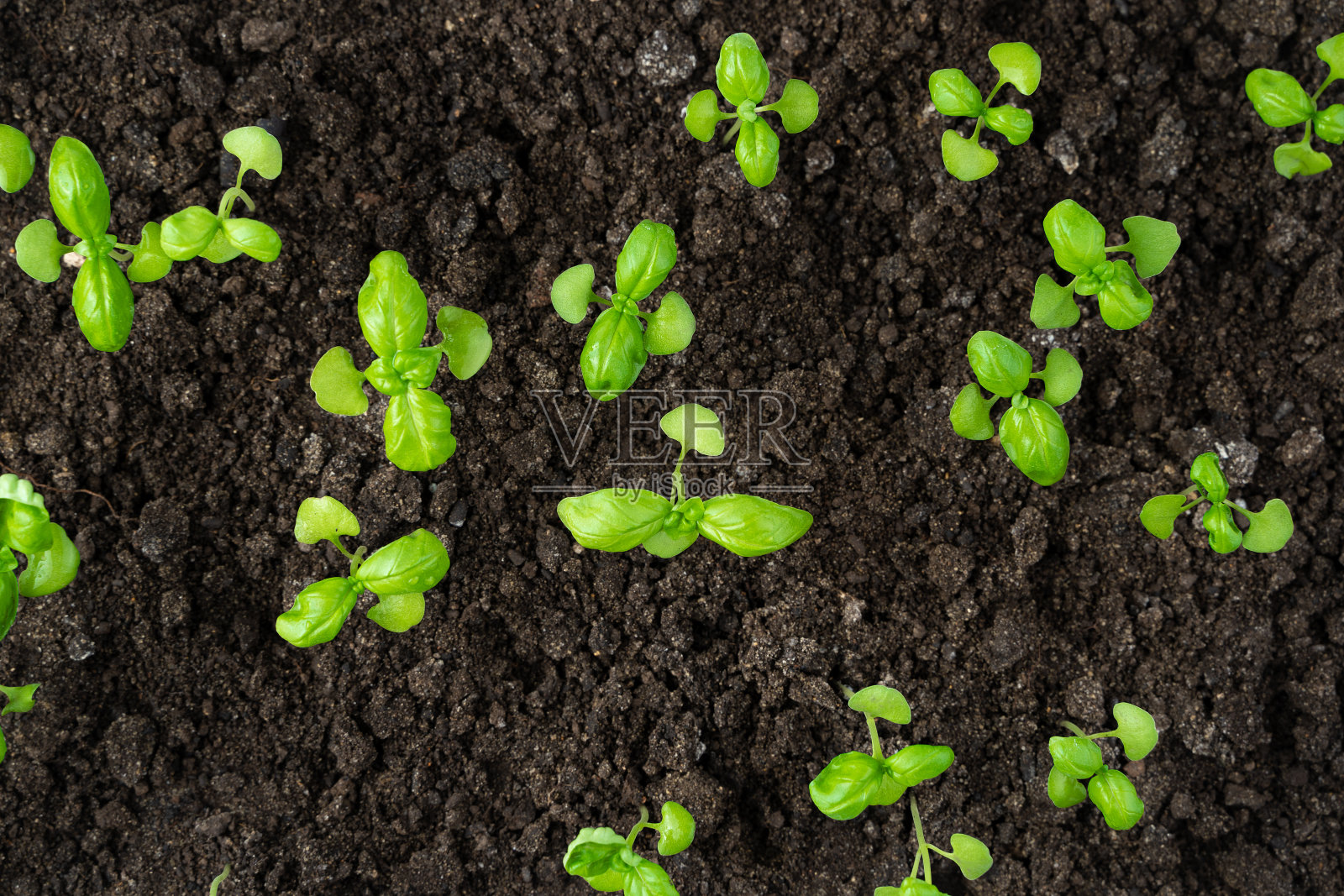 罗勒在土壤中发芽，成苗。从上往下看照片摄影图片