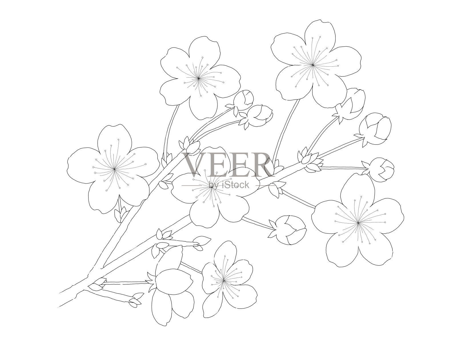 樱花的插图。插画图片素材