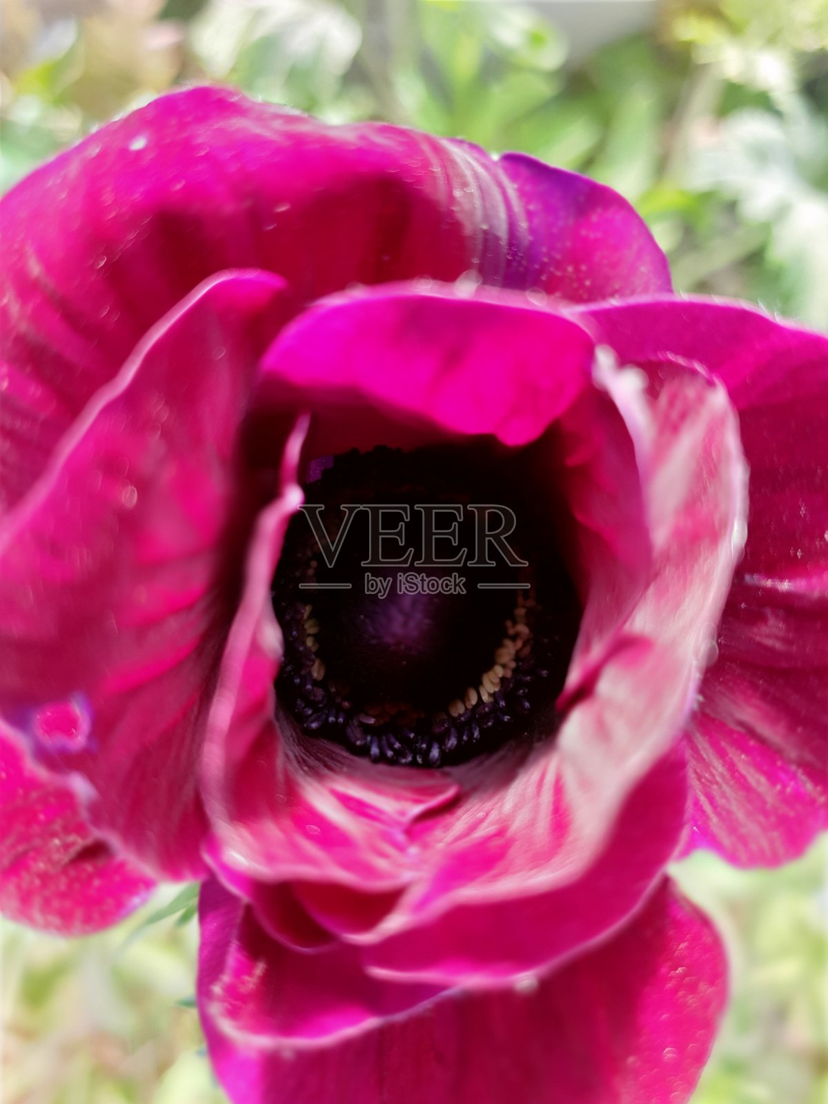 樱红色粉色海葵照片摄影图片