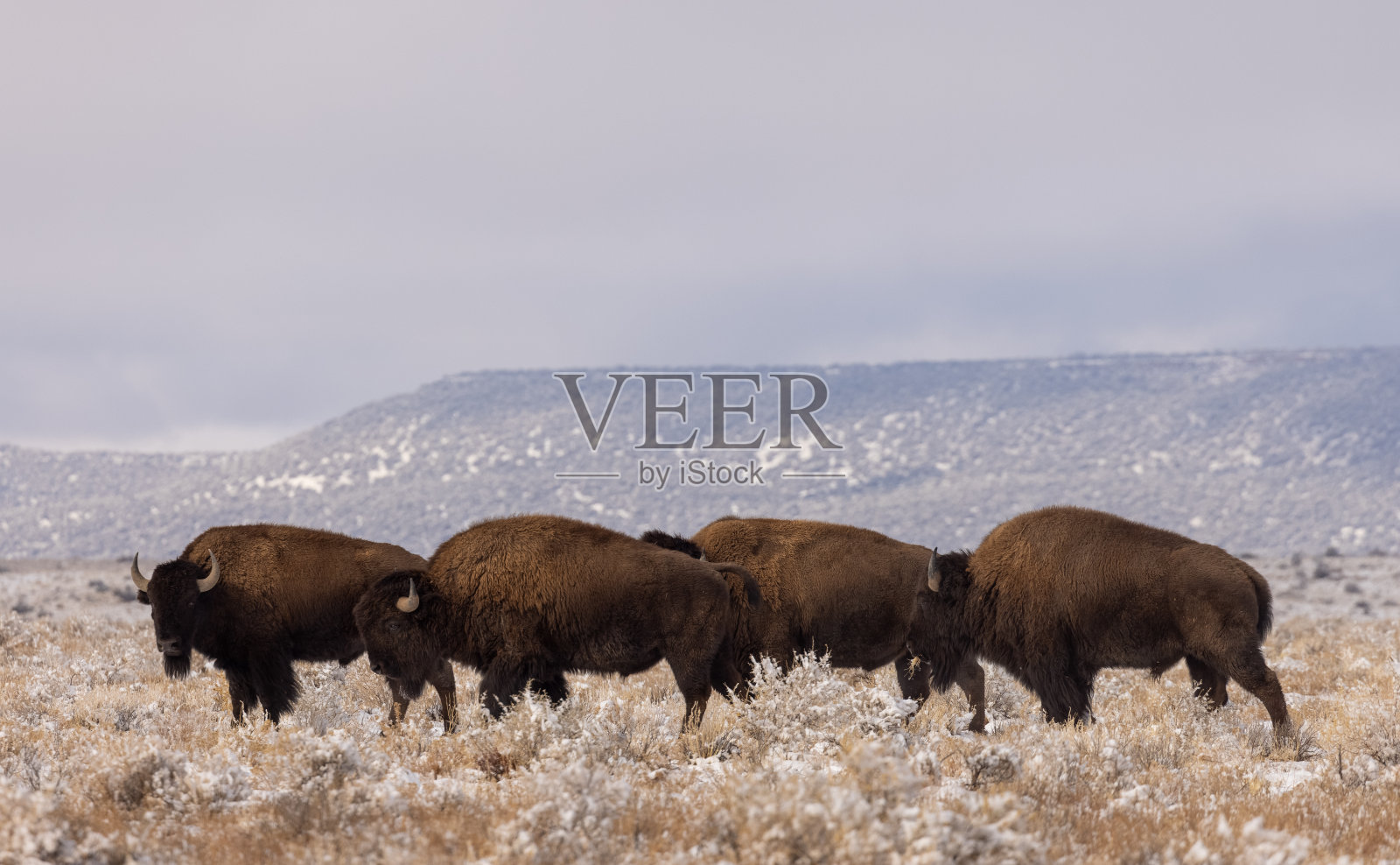 亚利桑那州冬天的野牛照片摄影图片