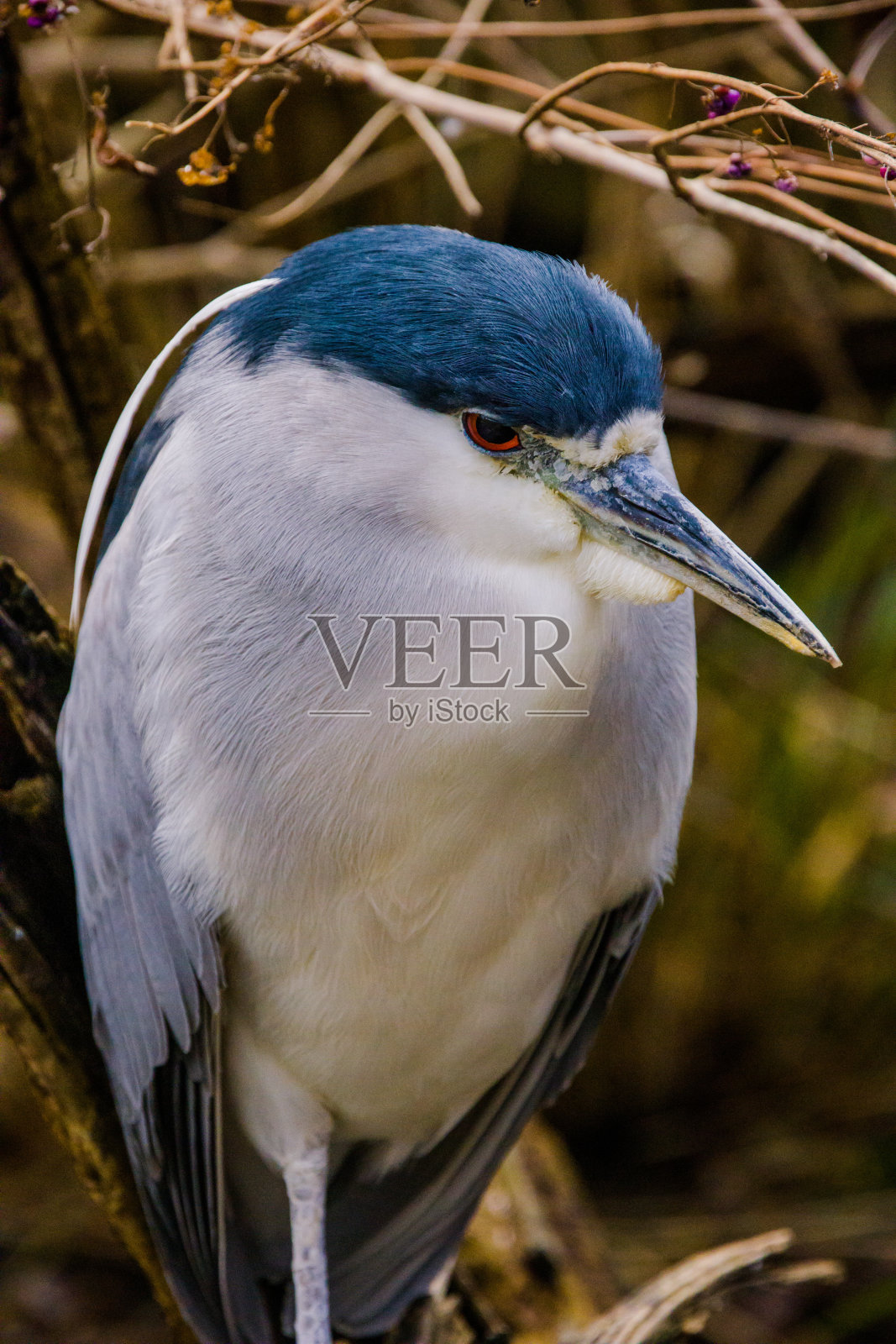 夜鹭照片摄影图片