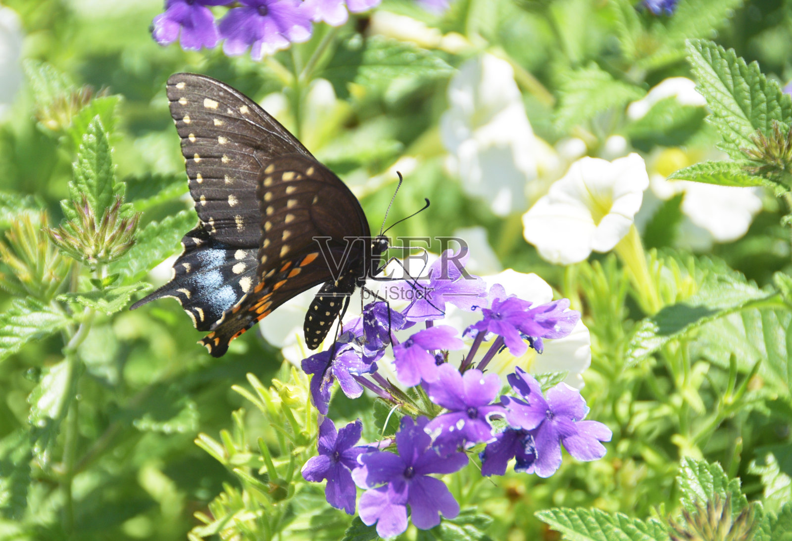 燕尾蝶照片摄影图片
