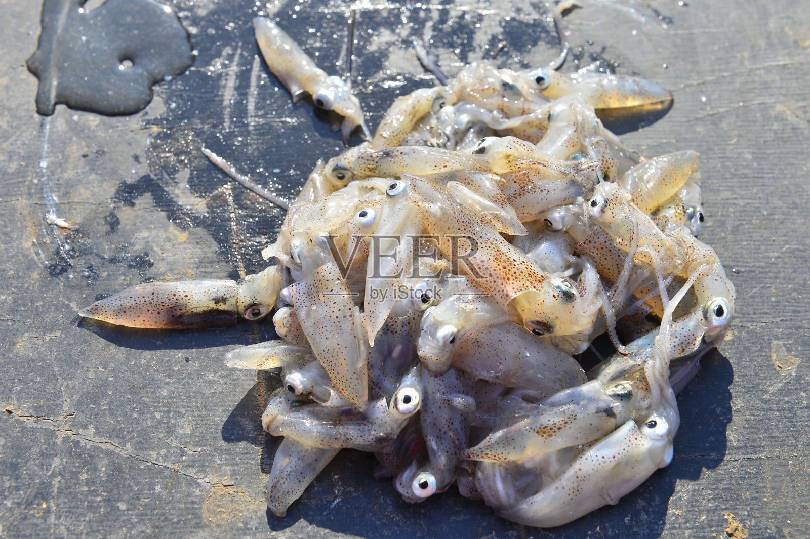 贝类，鱼类，章鱼，海洋动物照片摄影图片