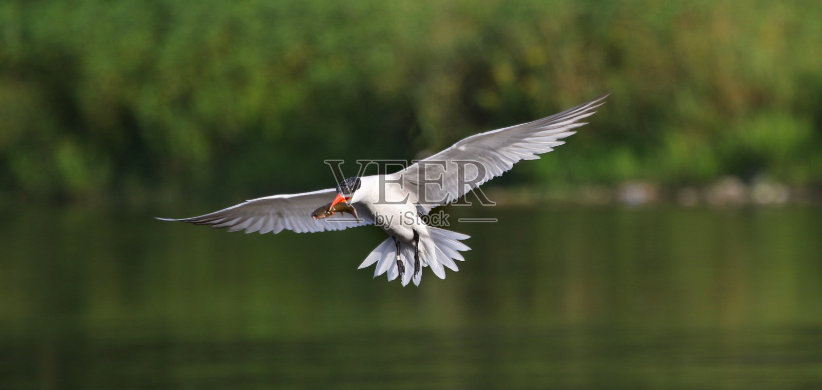 里海燕鸥抓照片摄影图片