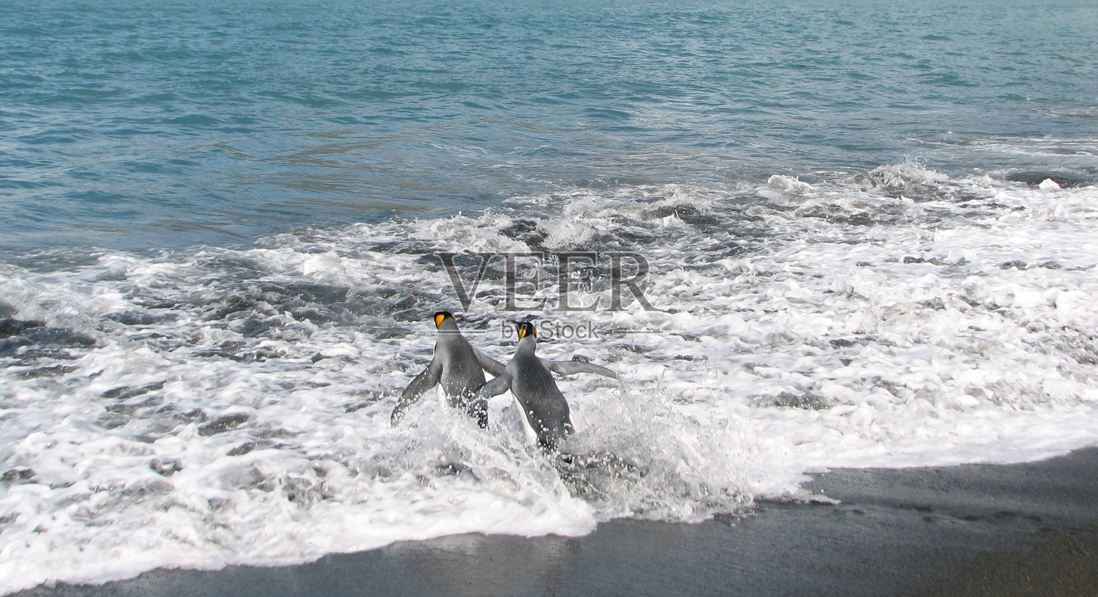 帝企鹅去游泳照片摄影图片